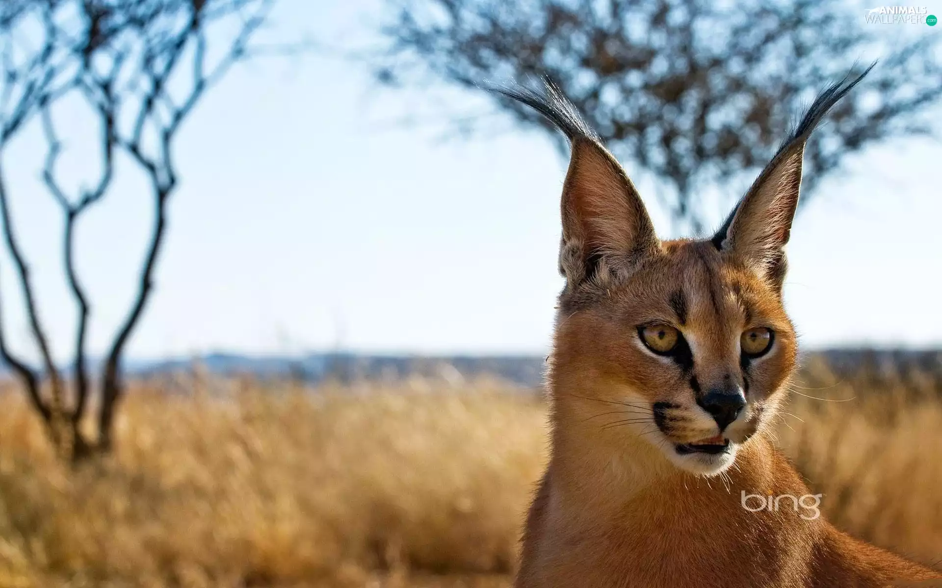 Caracal