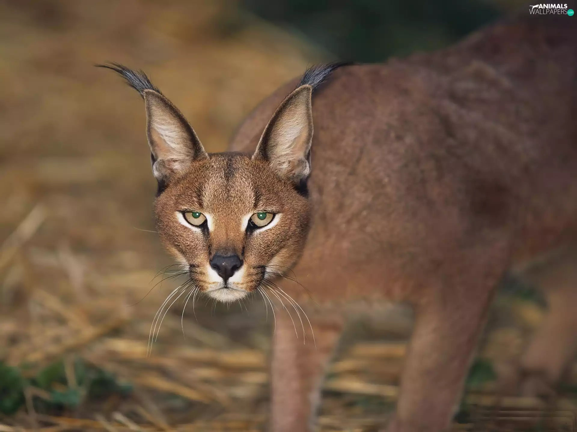 Caracal, ears, Brushes