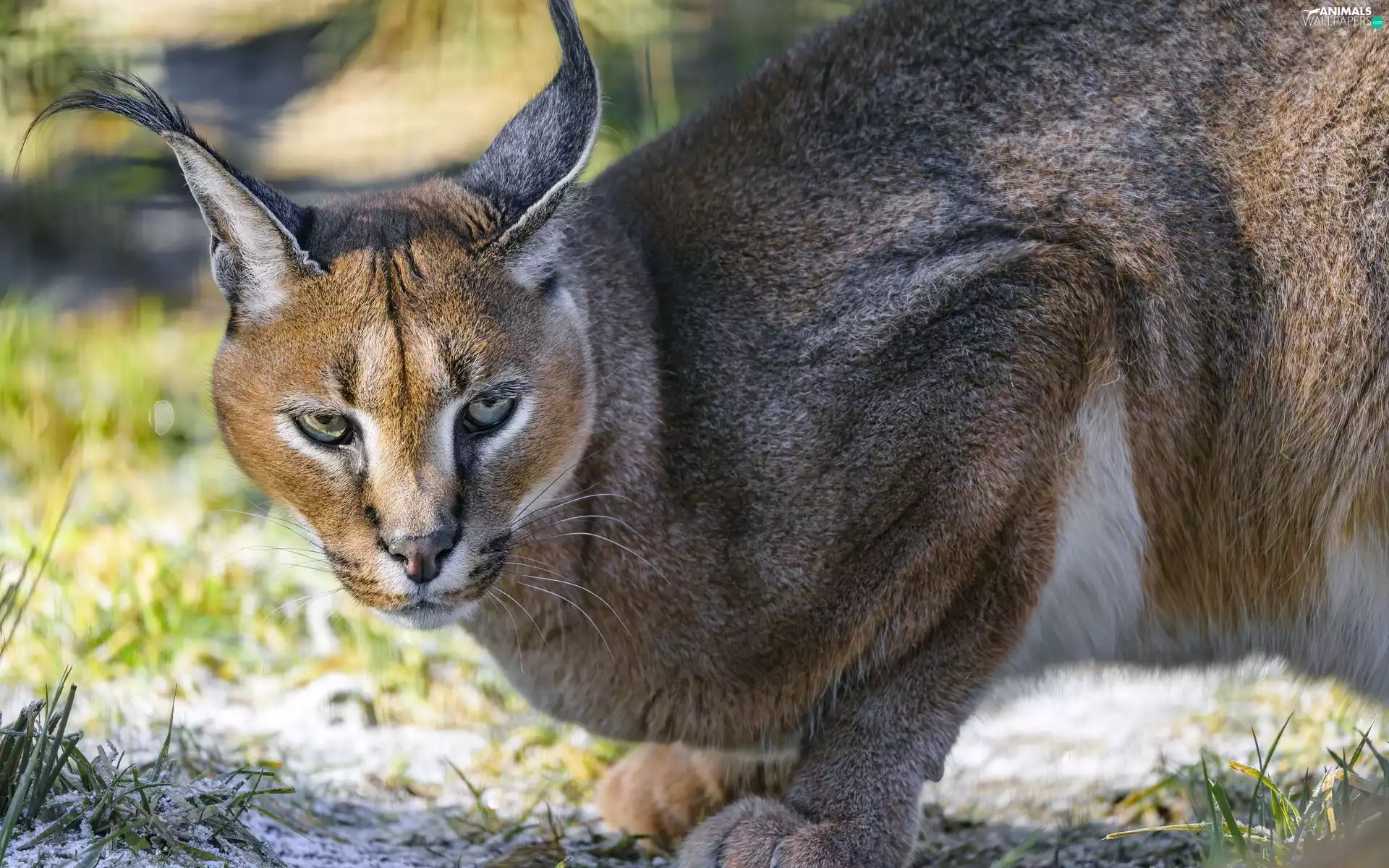 Caracal, Tiger-cat