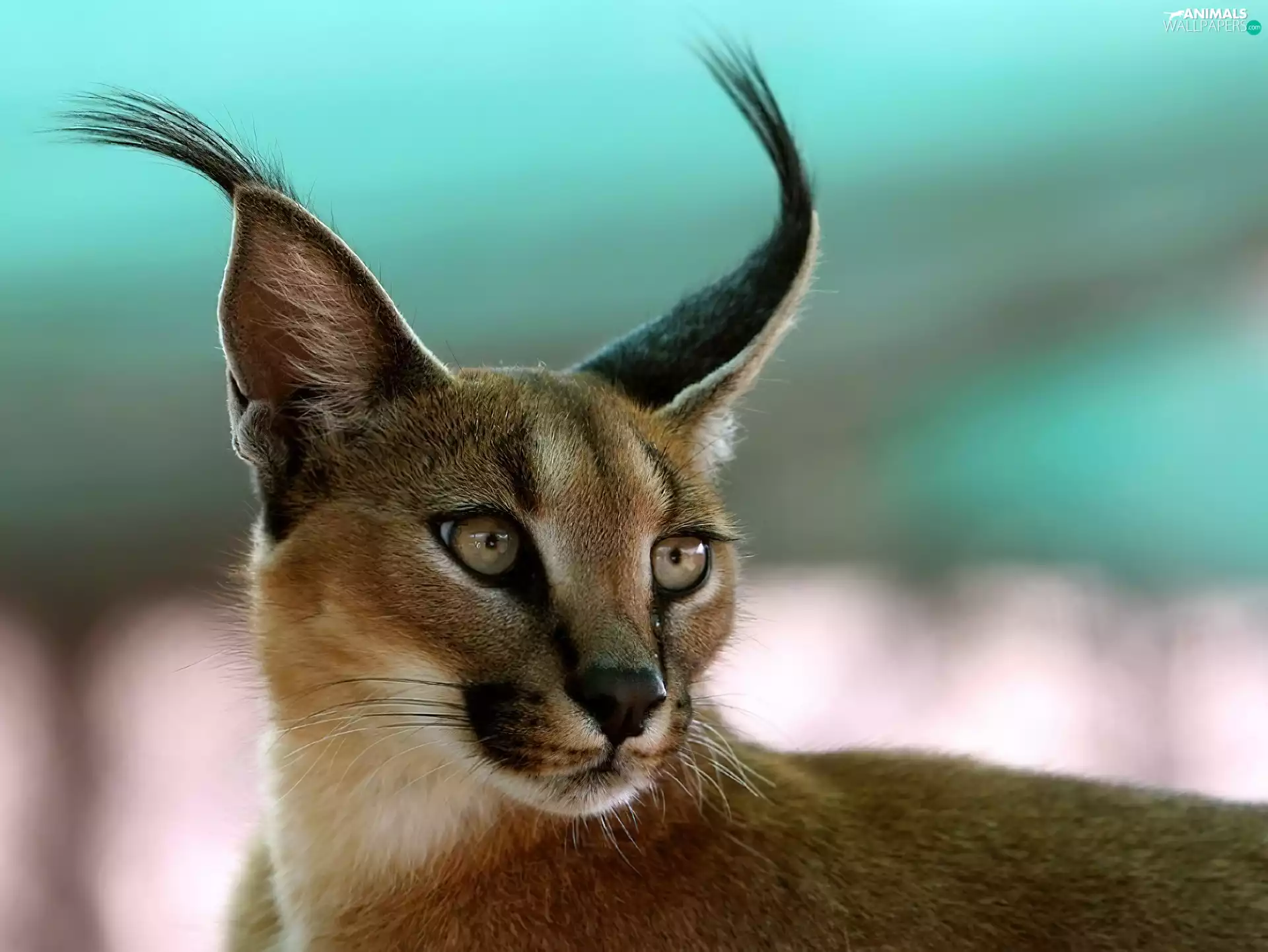 Caracal, ears