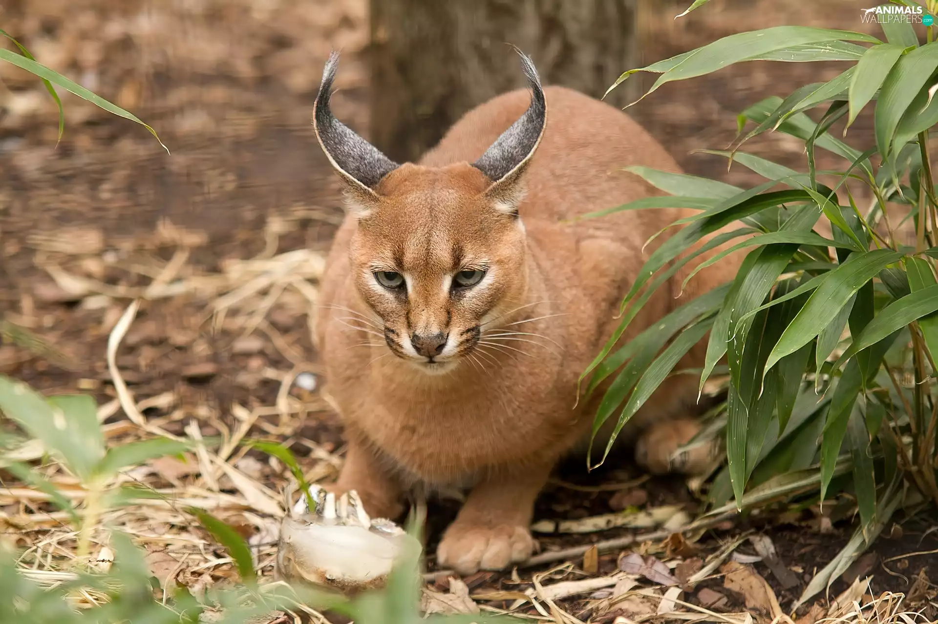 Caracal, leaves