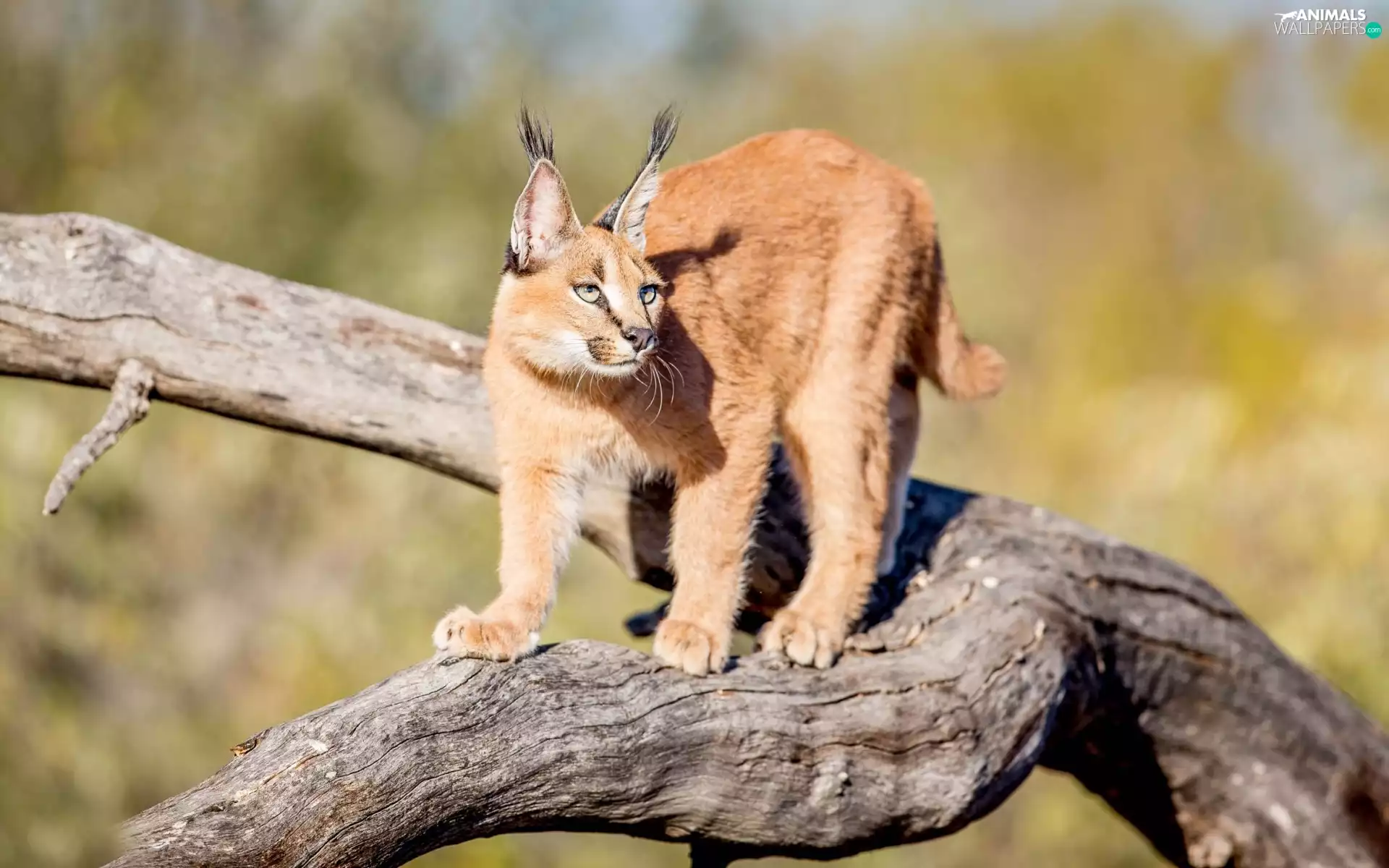 Caracal, trees