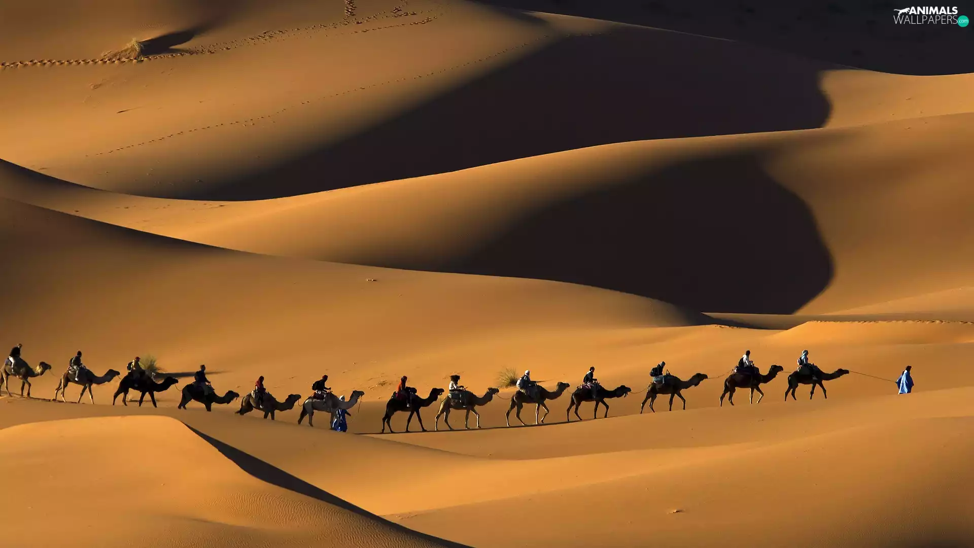 caravan, Desert, Camels