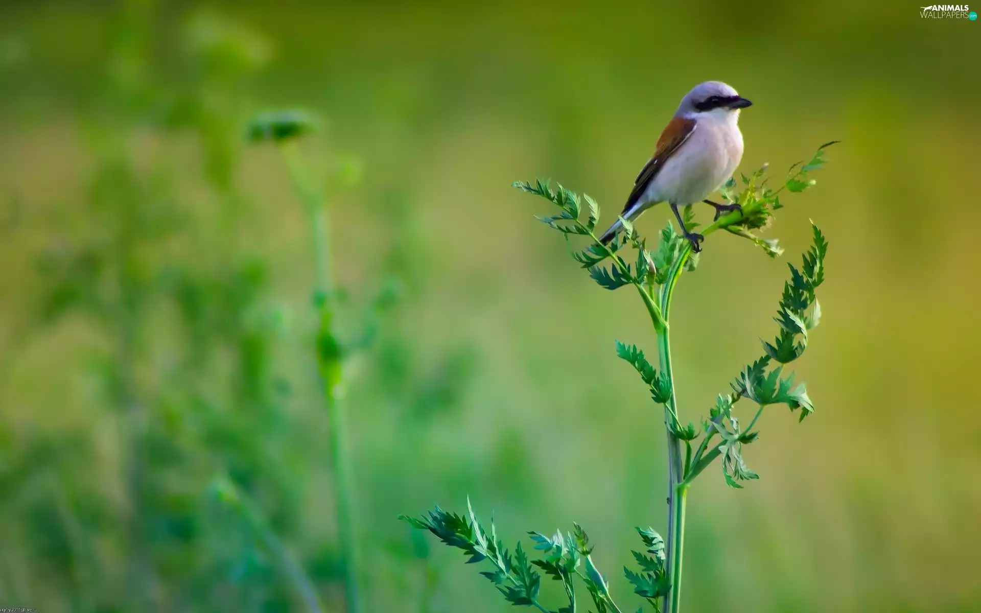 carboy, birdies, grass