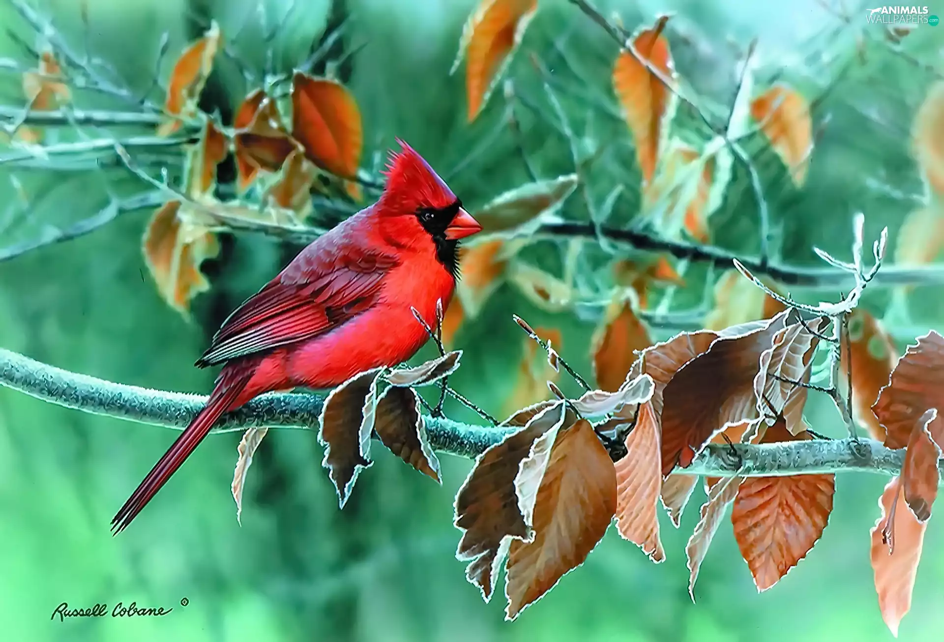 Bird, frozen, Leaves, cardinal