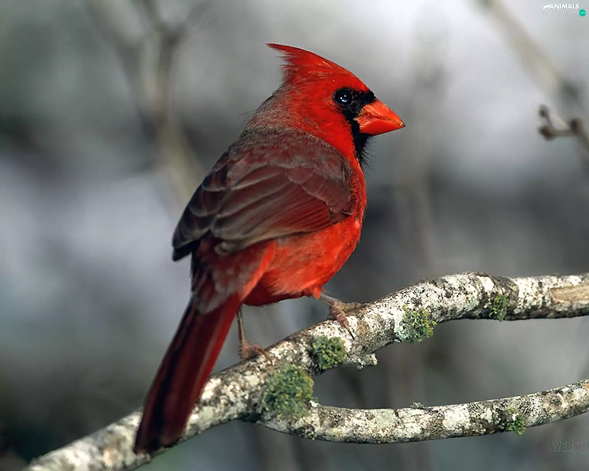 cardinal, Red, Bird