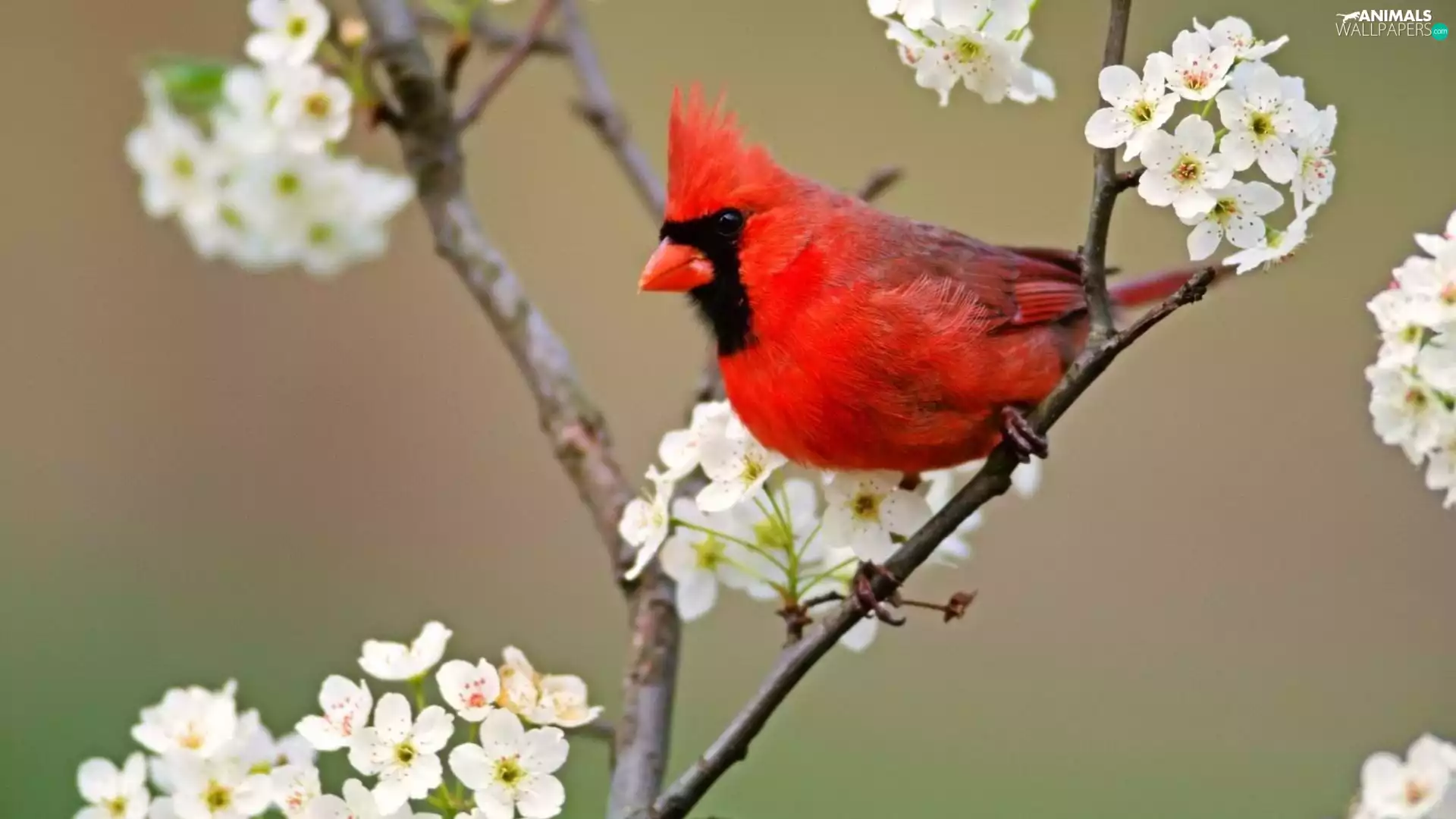 Bird, Flowers, twig, cardinal