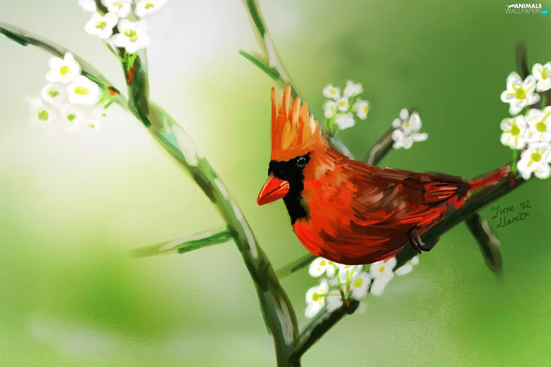 cardinal, twig, Bird