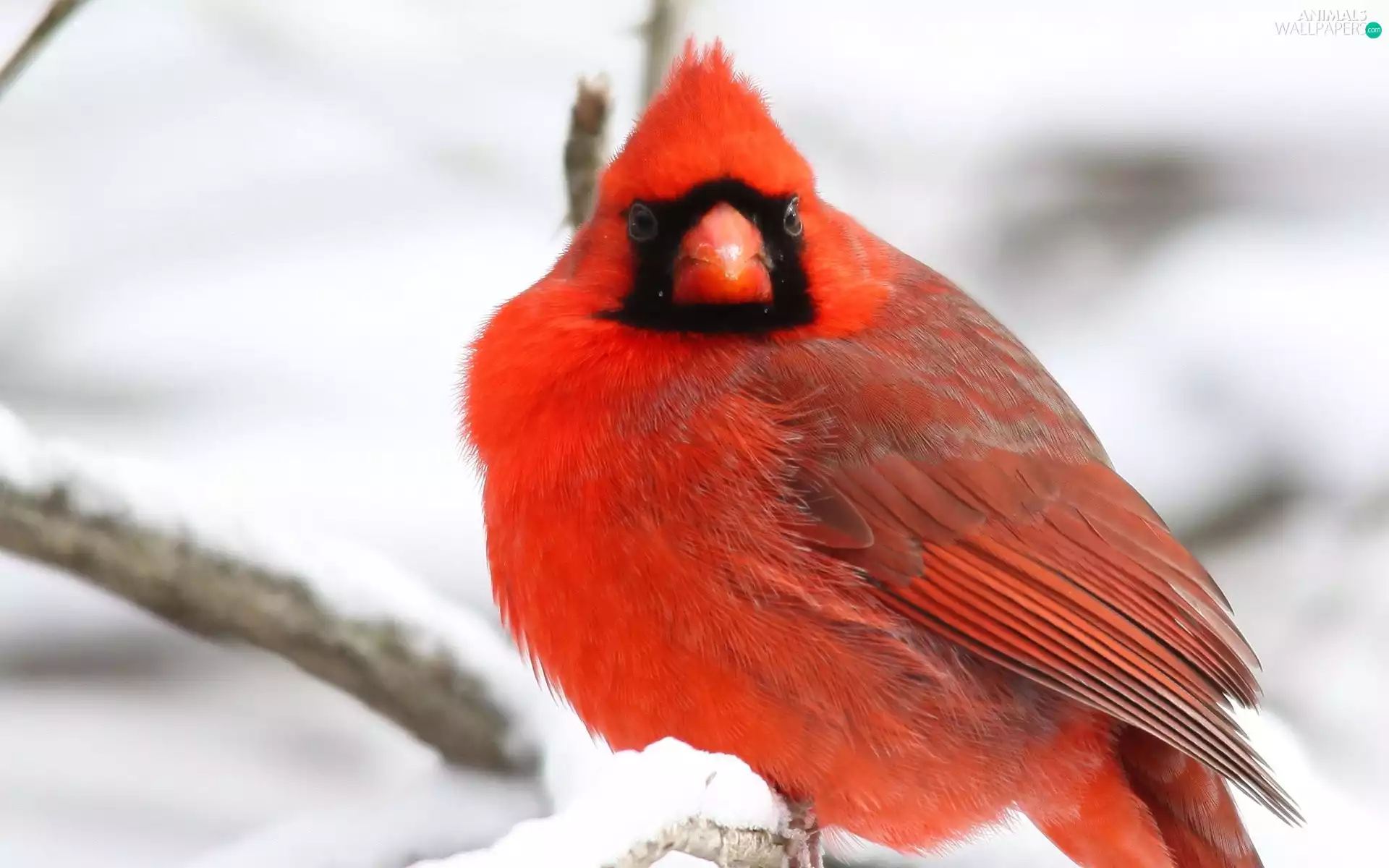 cardinal, winter, Bird