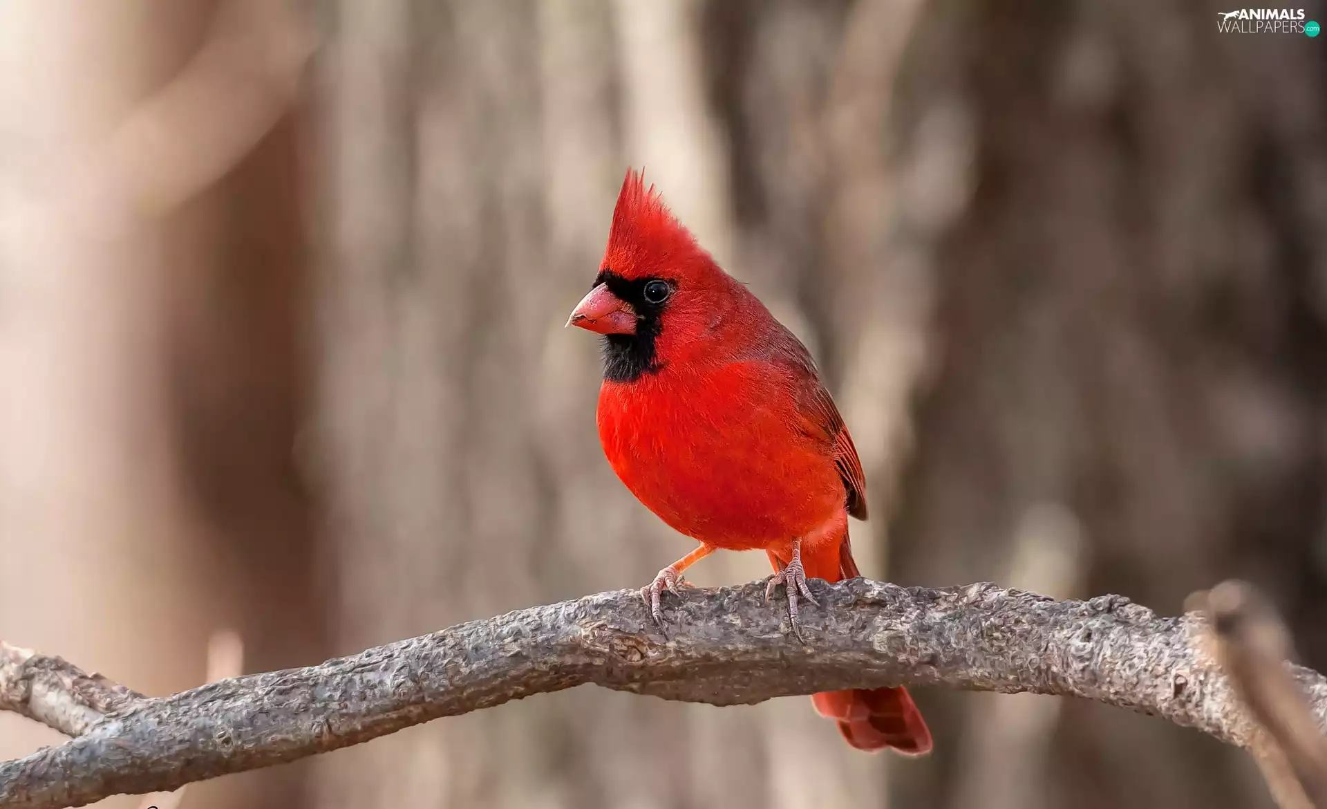 cardinal, branch