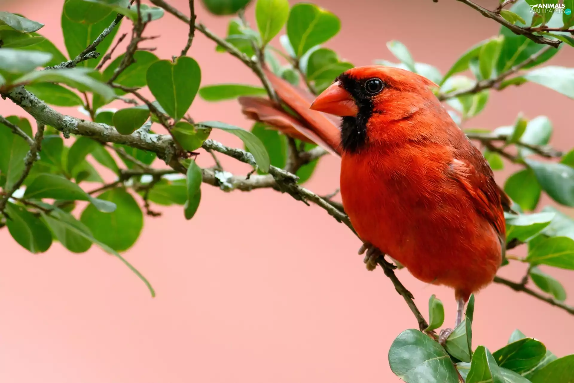 cardinal, Twigs