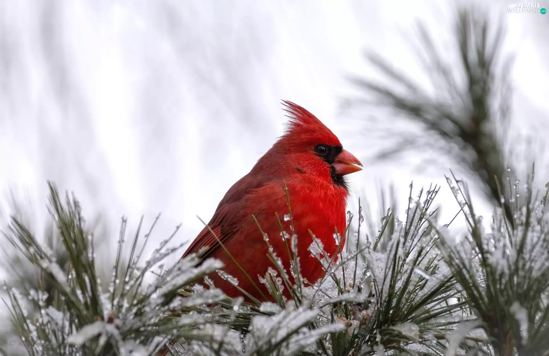 cardinal