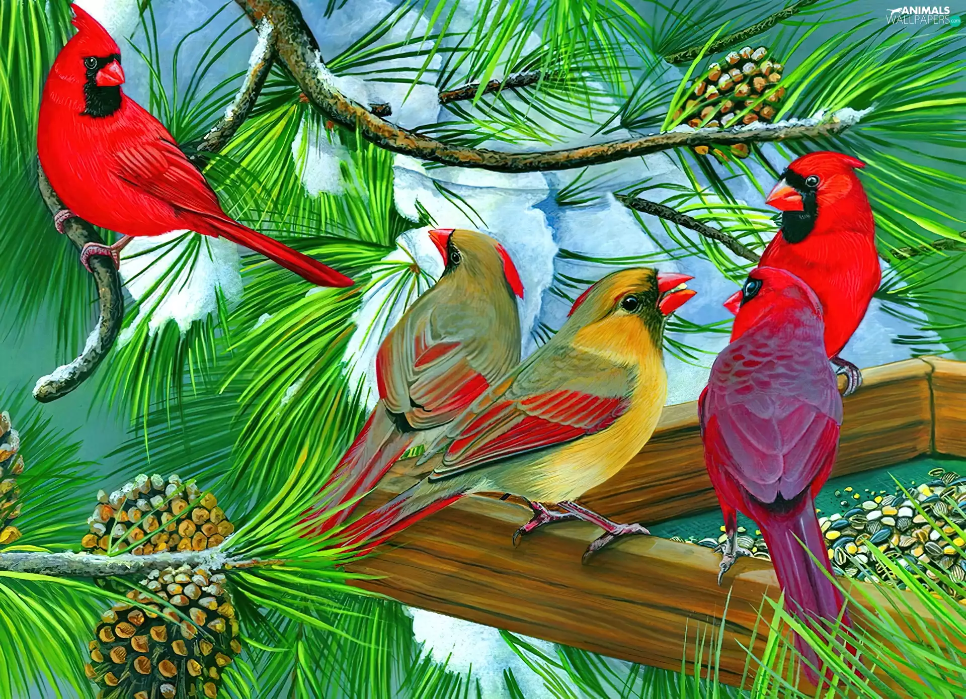 birds, conifer, Bird, Cardinals