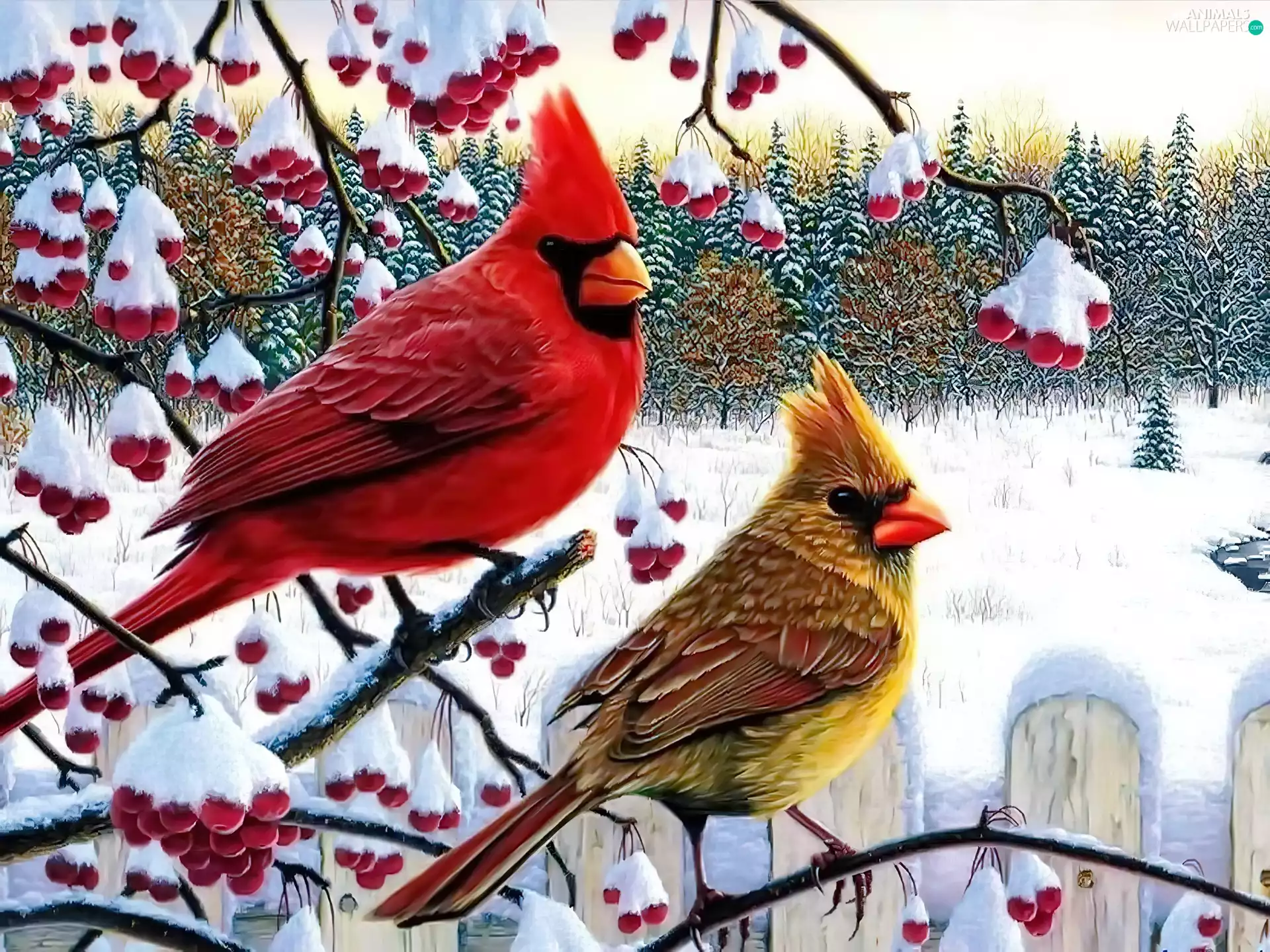 birds, Twigs, winter, Cardinals