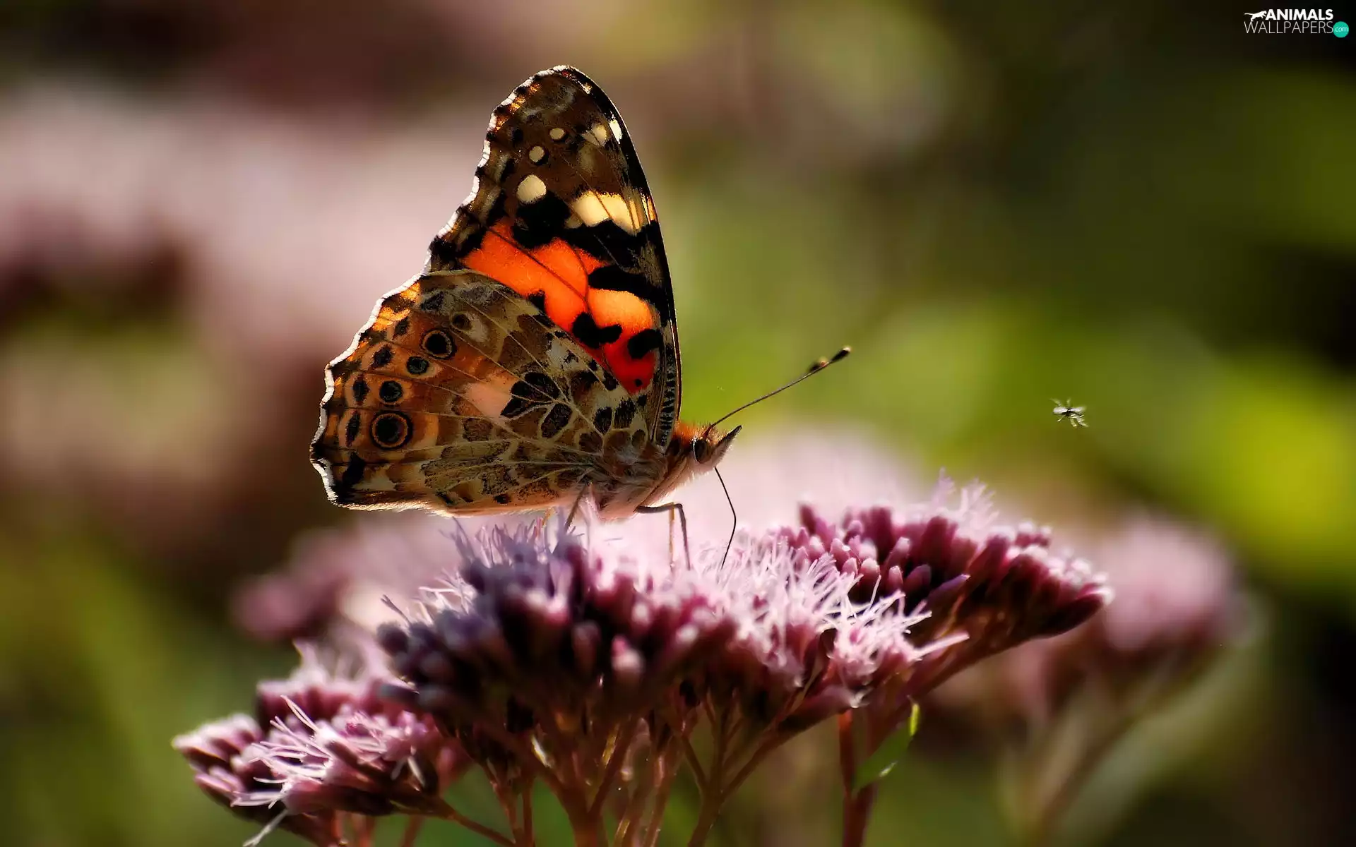 butterfly, Cardui, Colourfull Flowers, undine