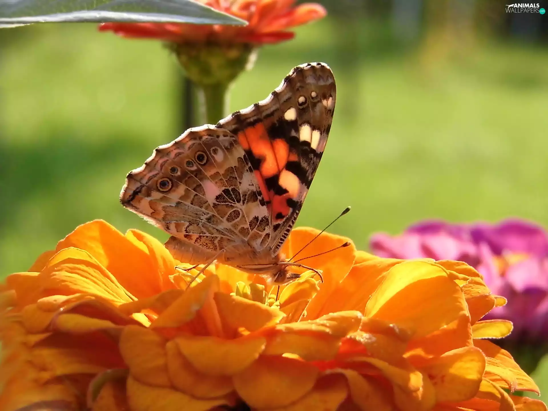 butterfly, Cardui, Colourfull Flowers, undine