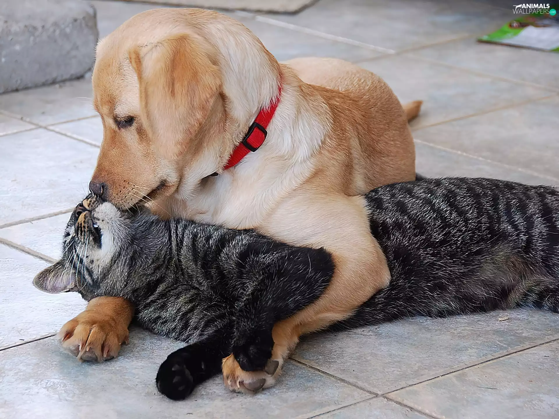 care, cat, dog
