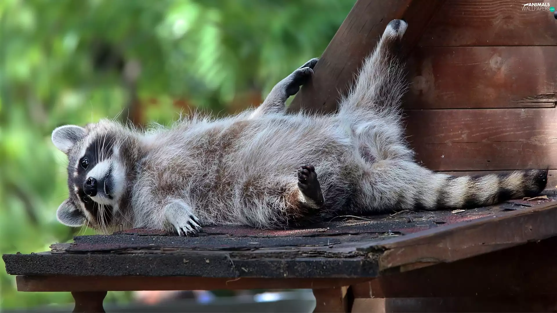 caret, lying, raccoon