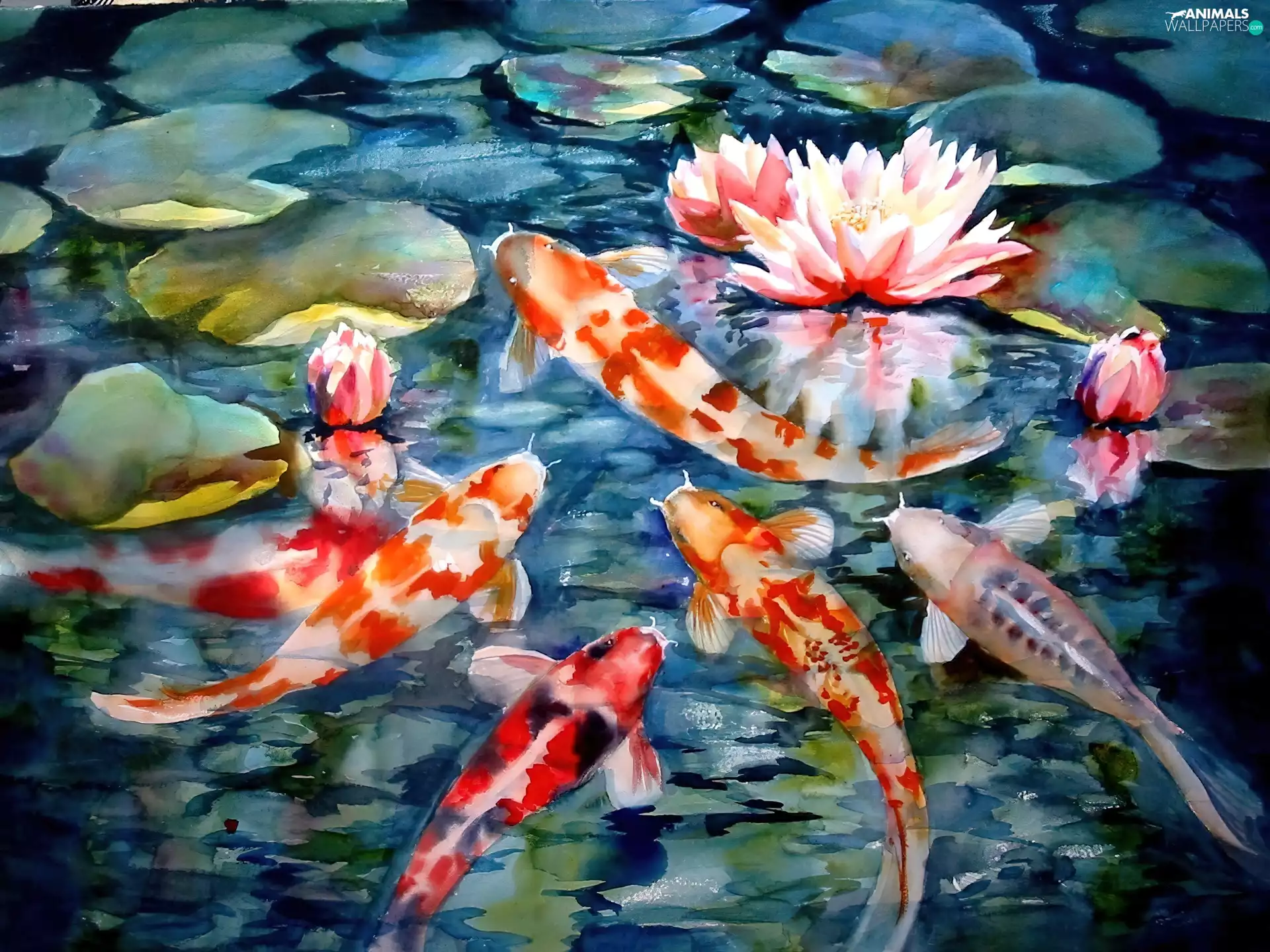 lilies, water, Koi Carp, Pond - car, fish