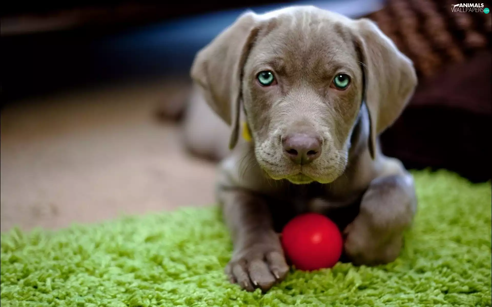 Ball Weimaraner, Puppy, carpet