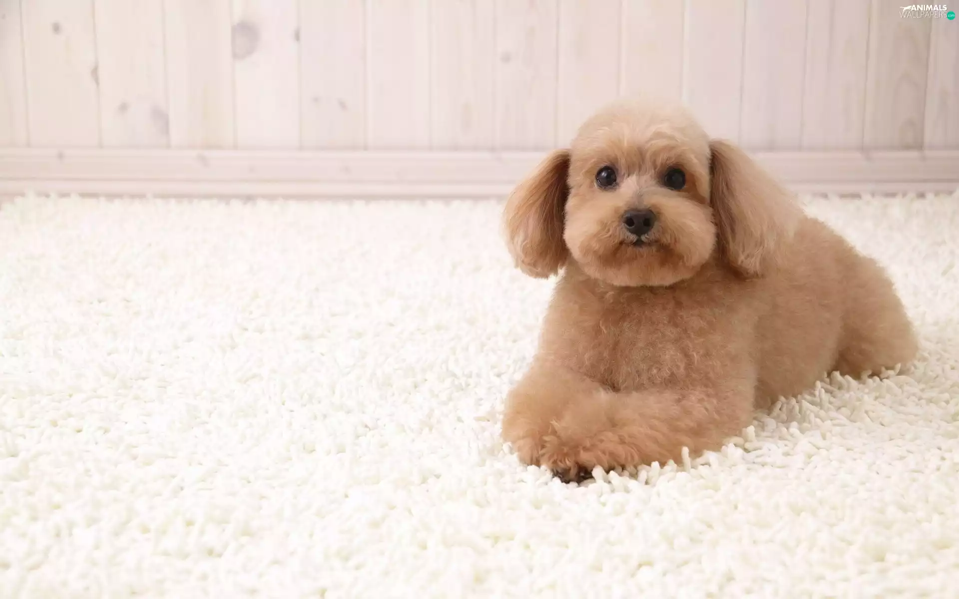 carpet, beige, poodle