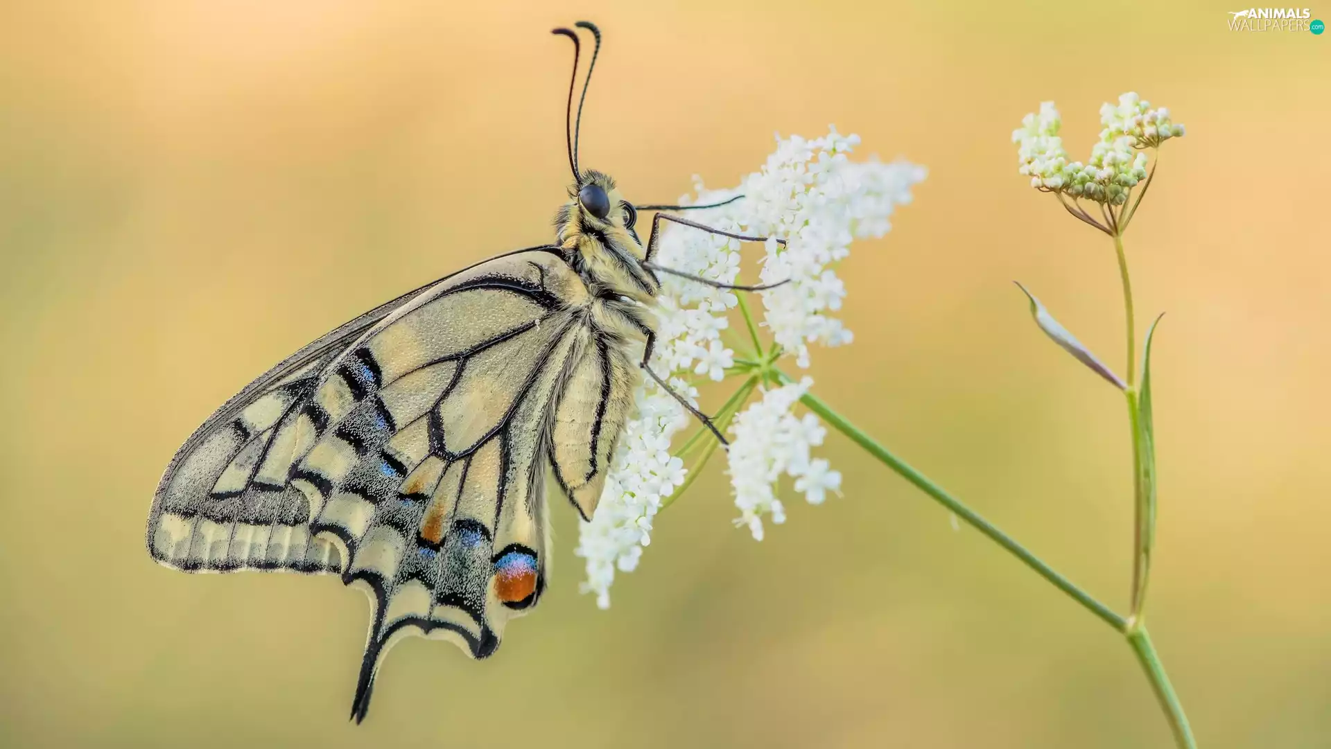 Wild Carrot, butterfly, Oct Queen