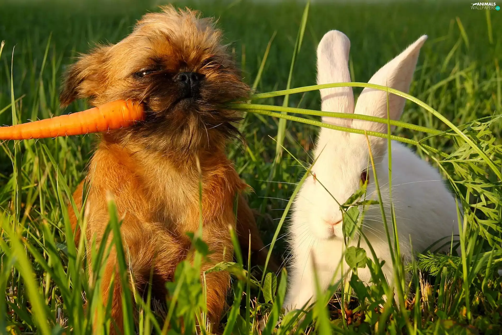 Rabbit, Puppy, grass, carrot