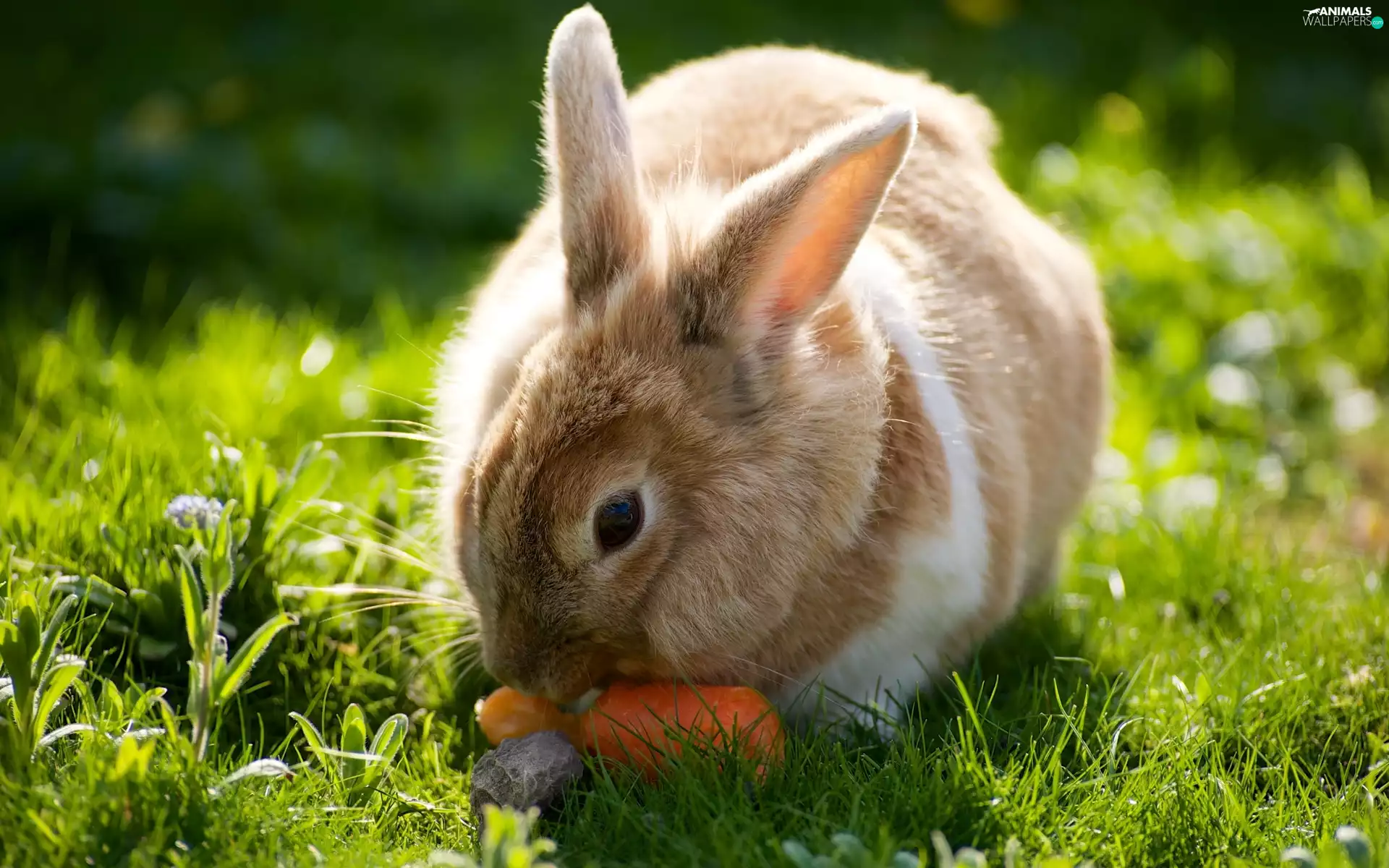 carrot, Meadow, Rabbit