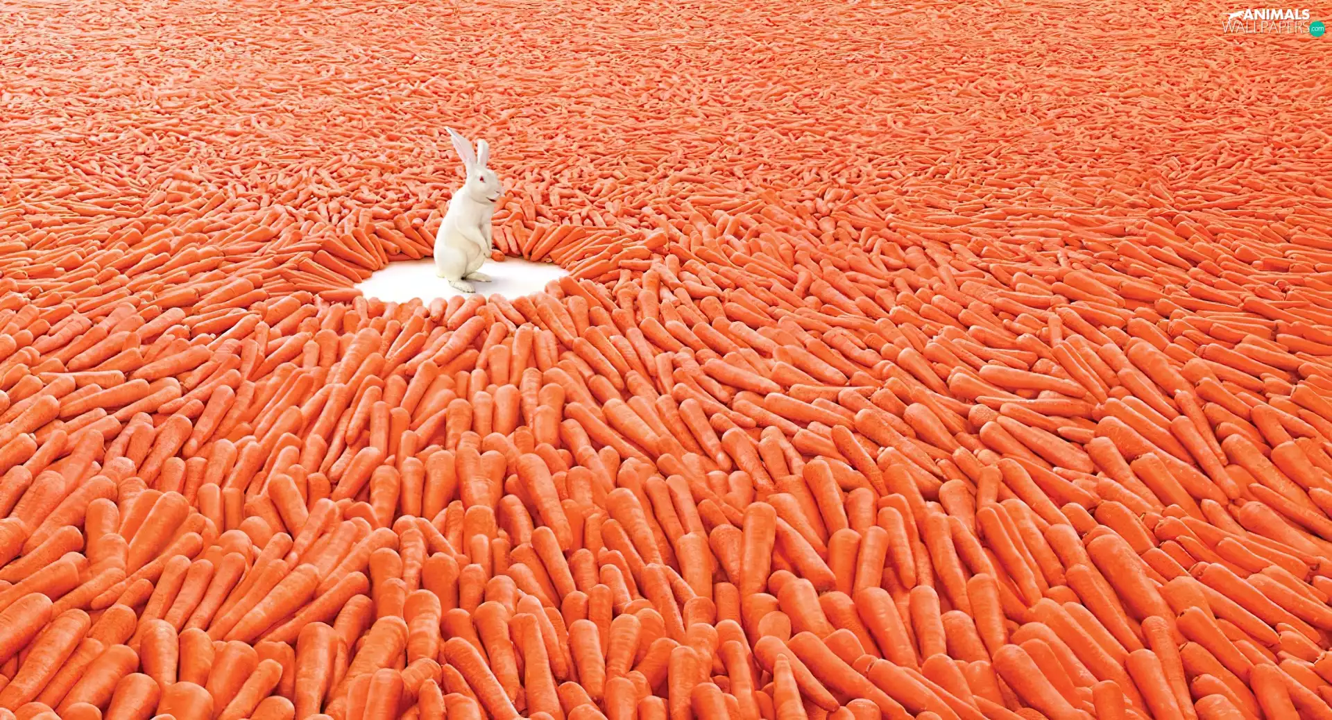 carrots, White, Rabbit