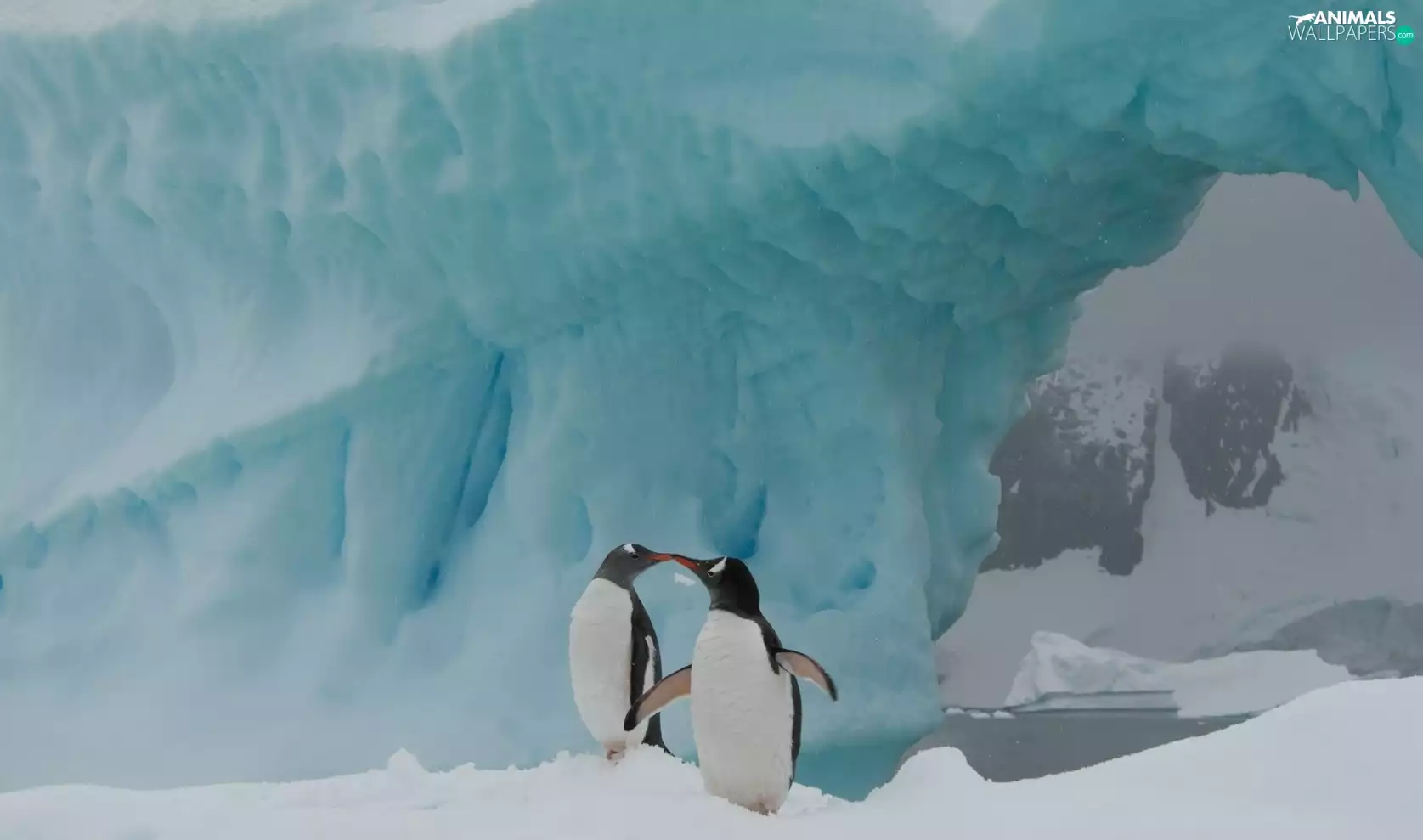 Two cars, Aiceberg, Antarctica, penguin
