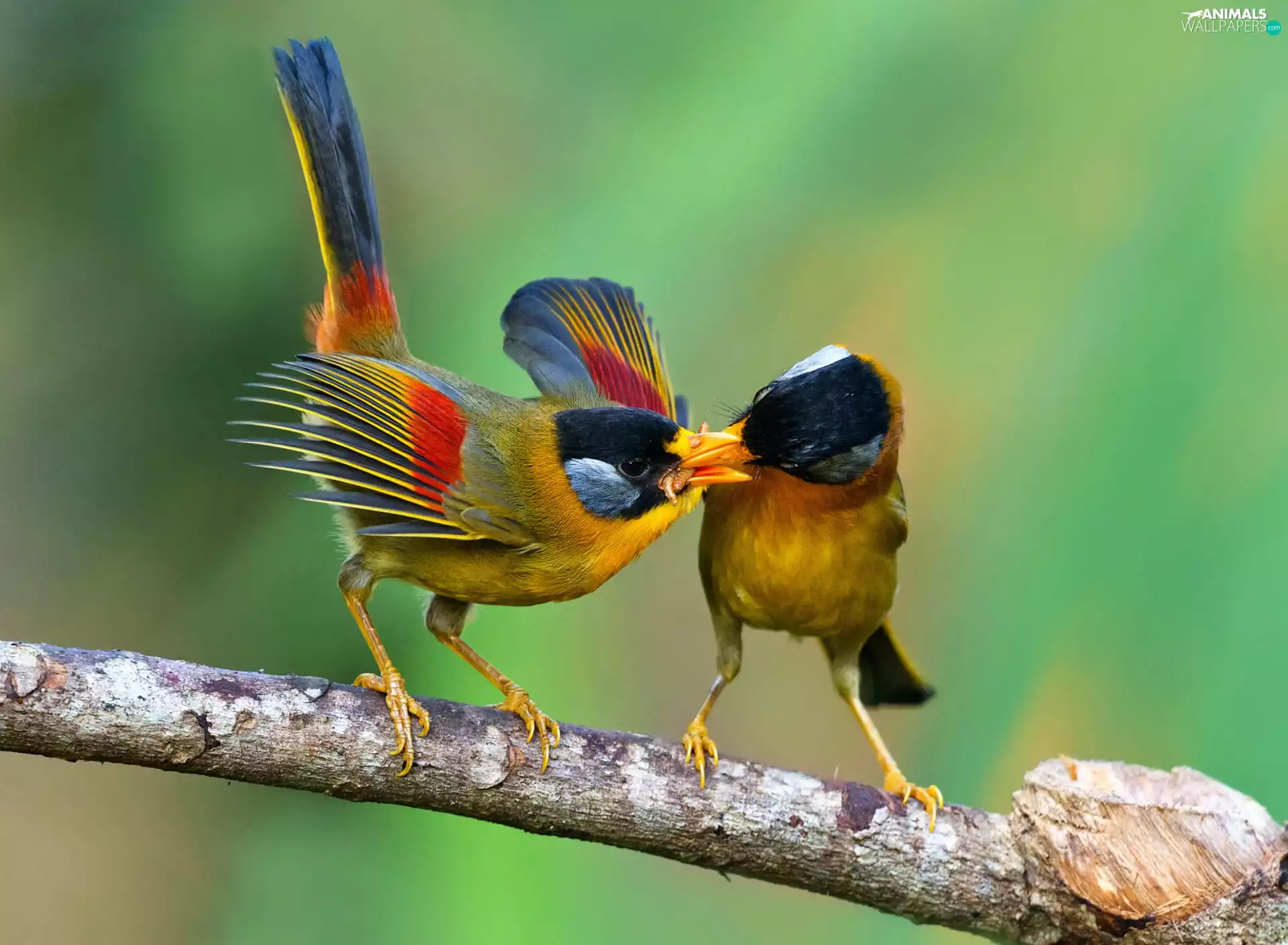 Two cars, an, branch, birds