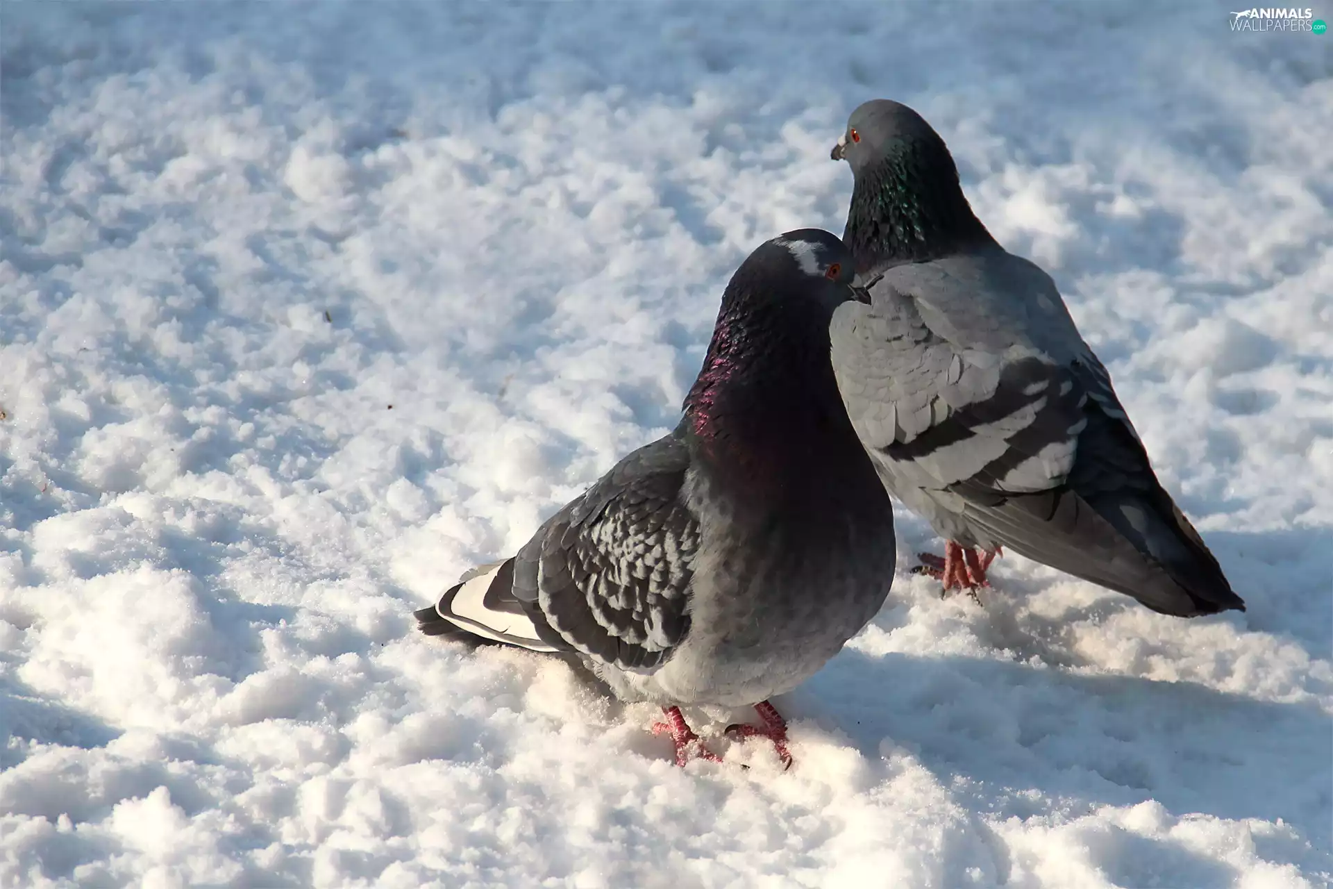 Two cars, an, snow, Deep