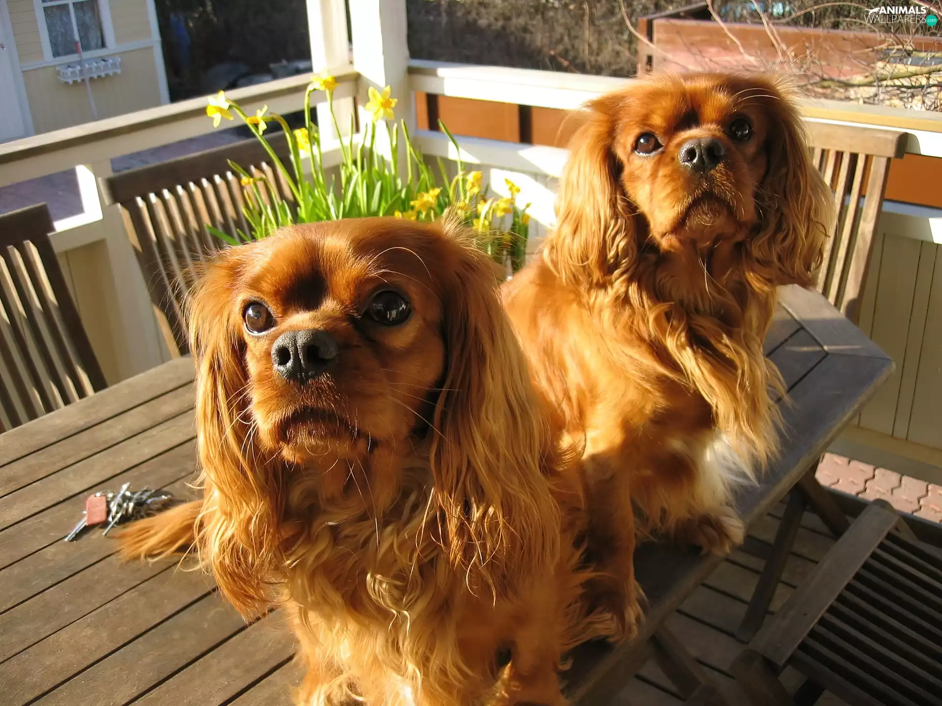 Two cars, an, table, Spaniels