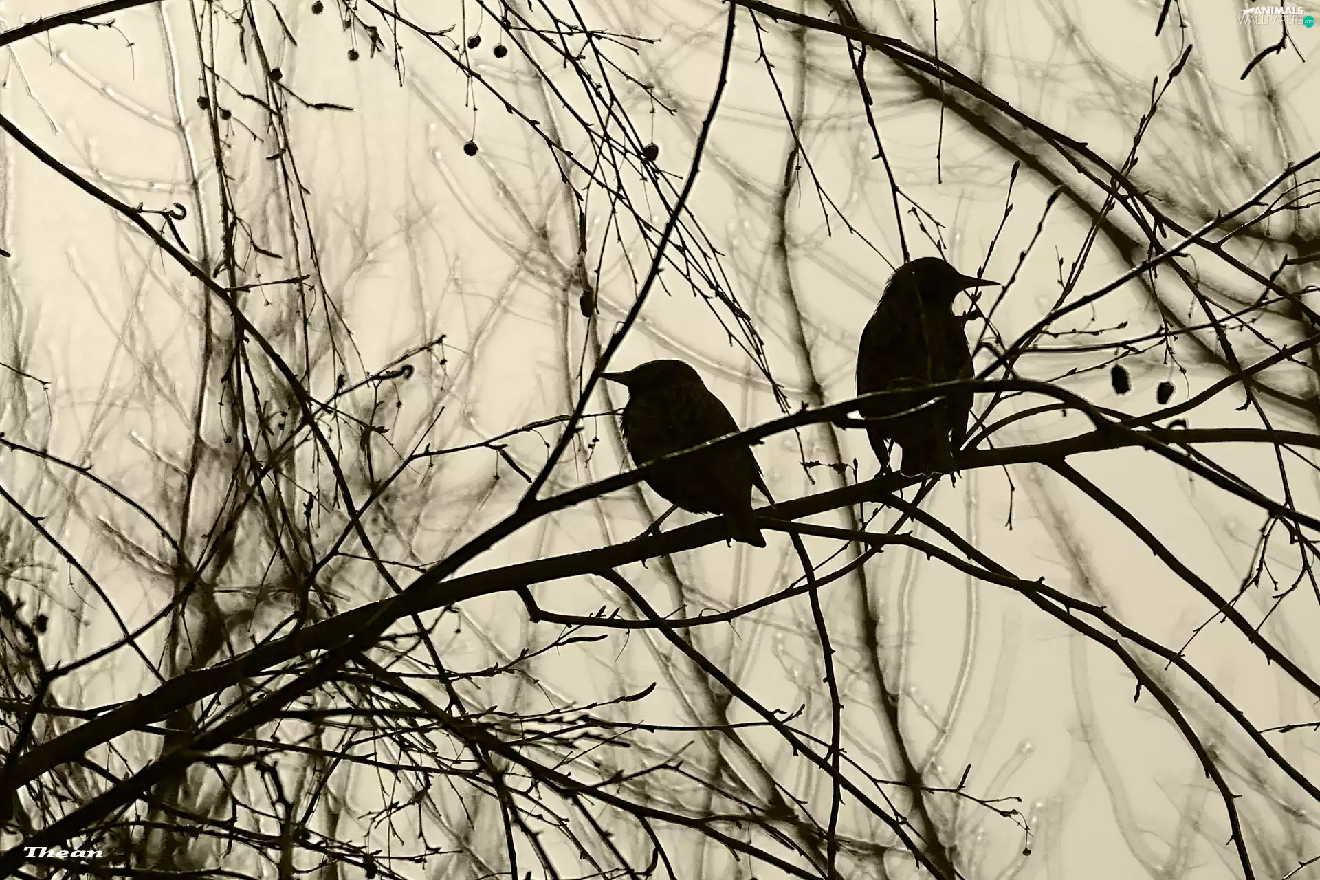 Two cars, an, twig, starlings