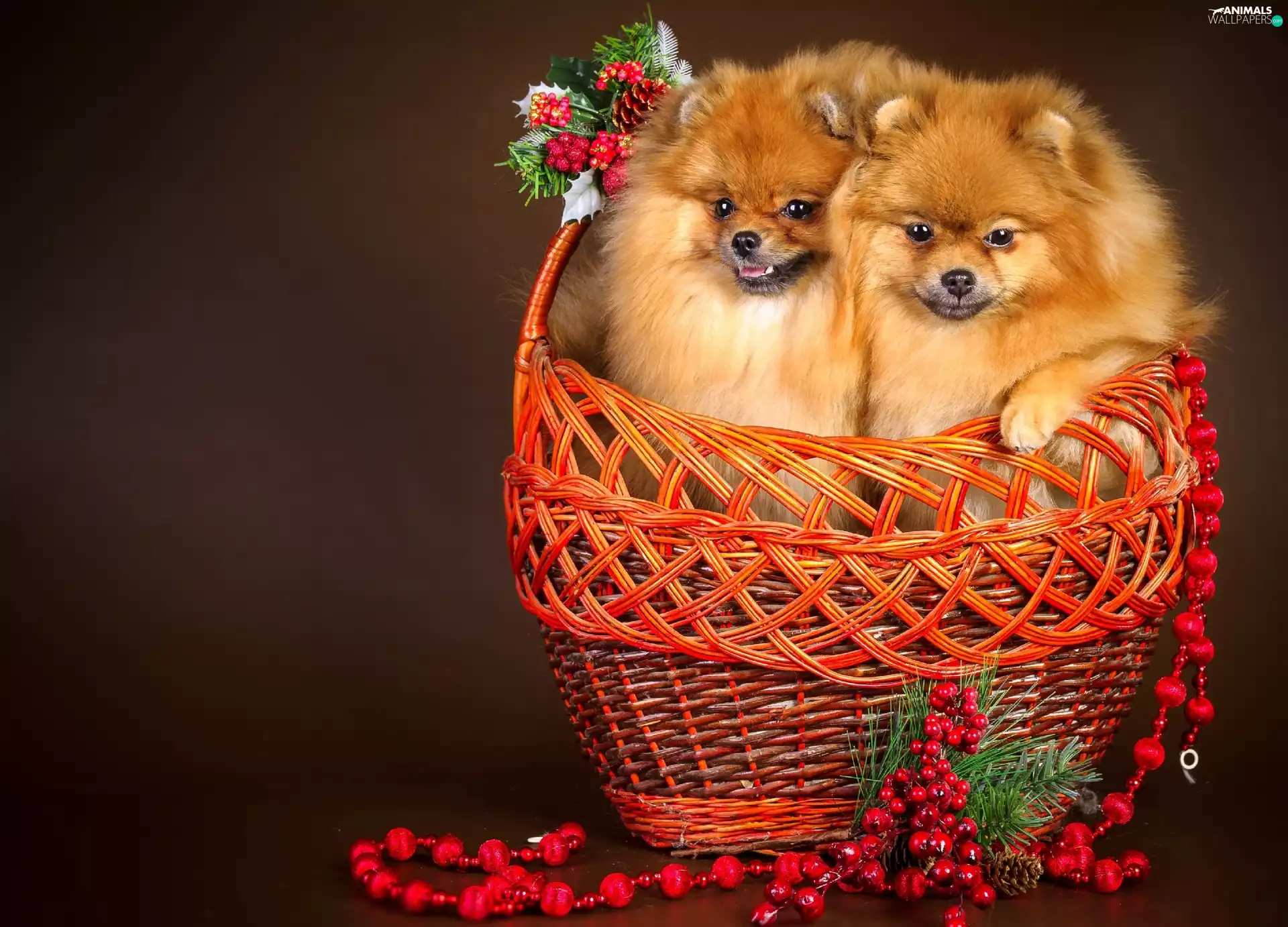 Two cars, basket, beads, Spitz