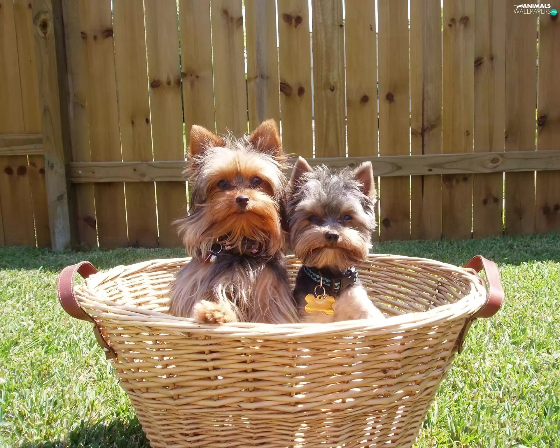 Two cars, basket, Fance, Yorki