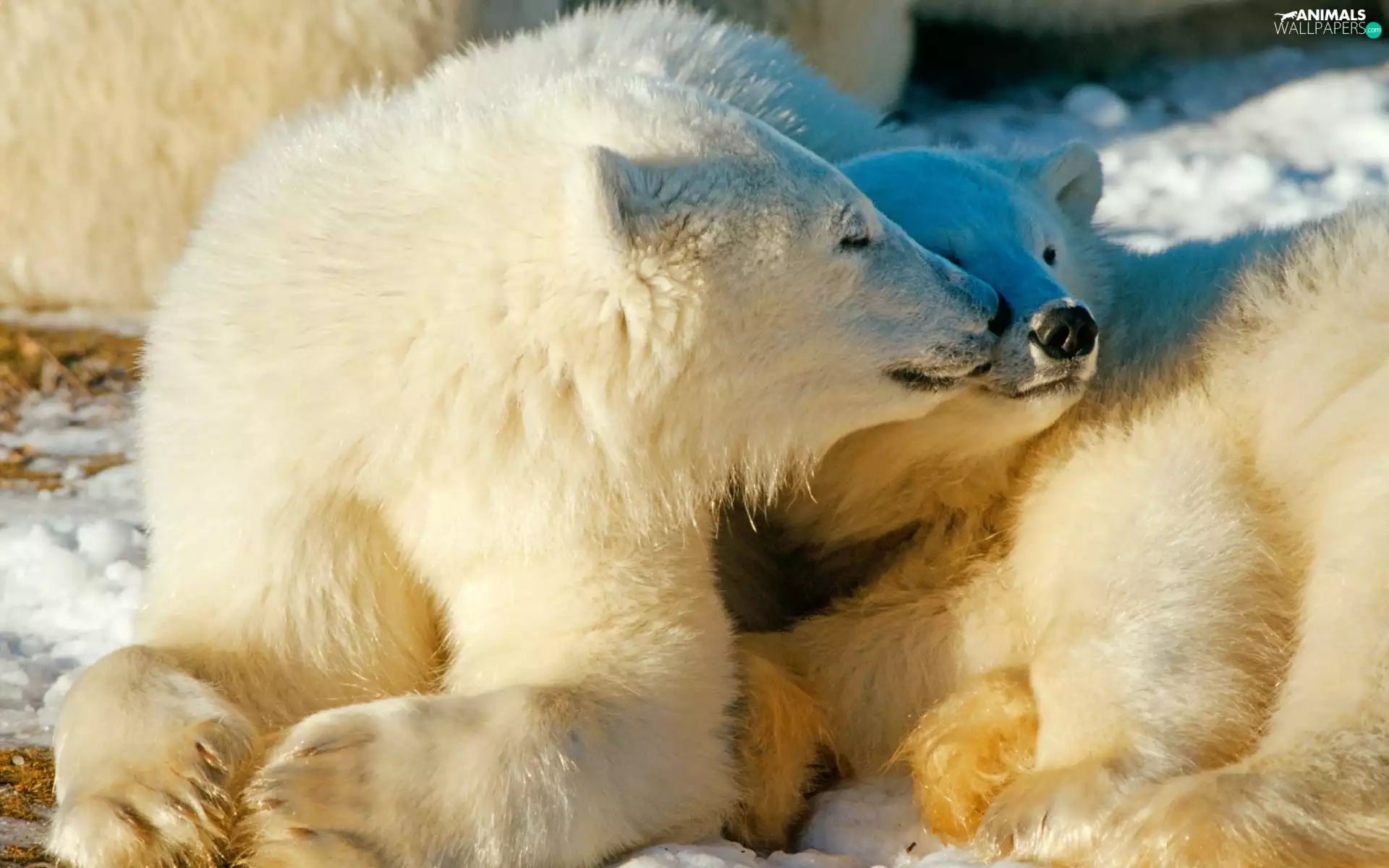 Two cars, bear, polar, cuddled