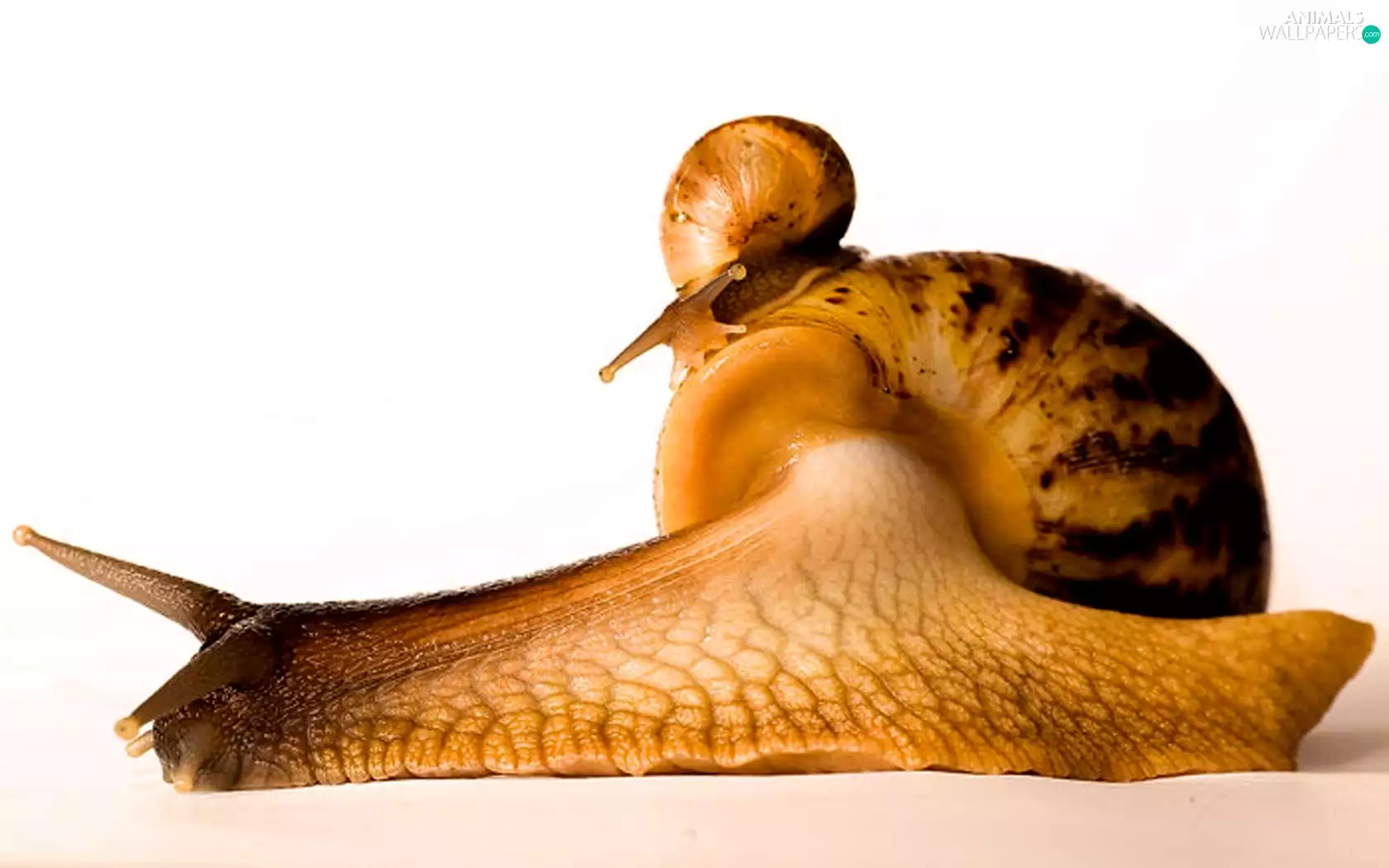 Two cars, Big, small, Snails