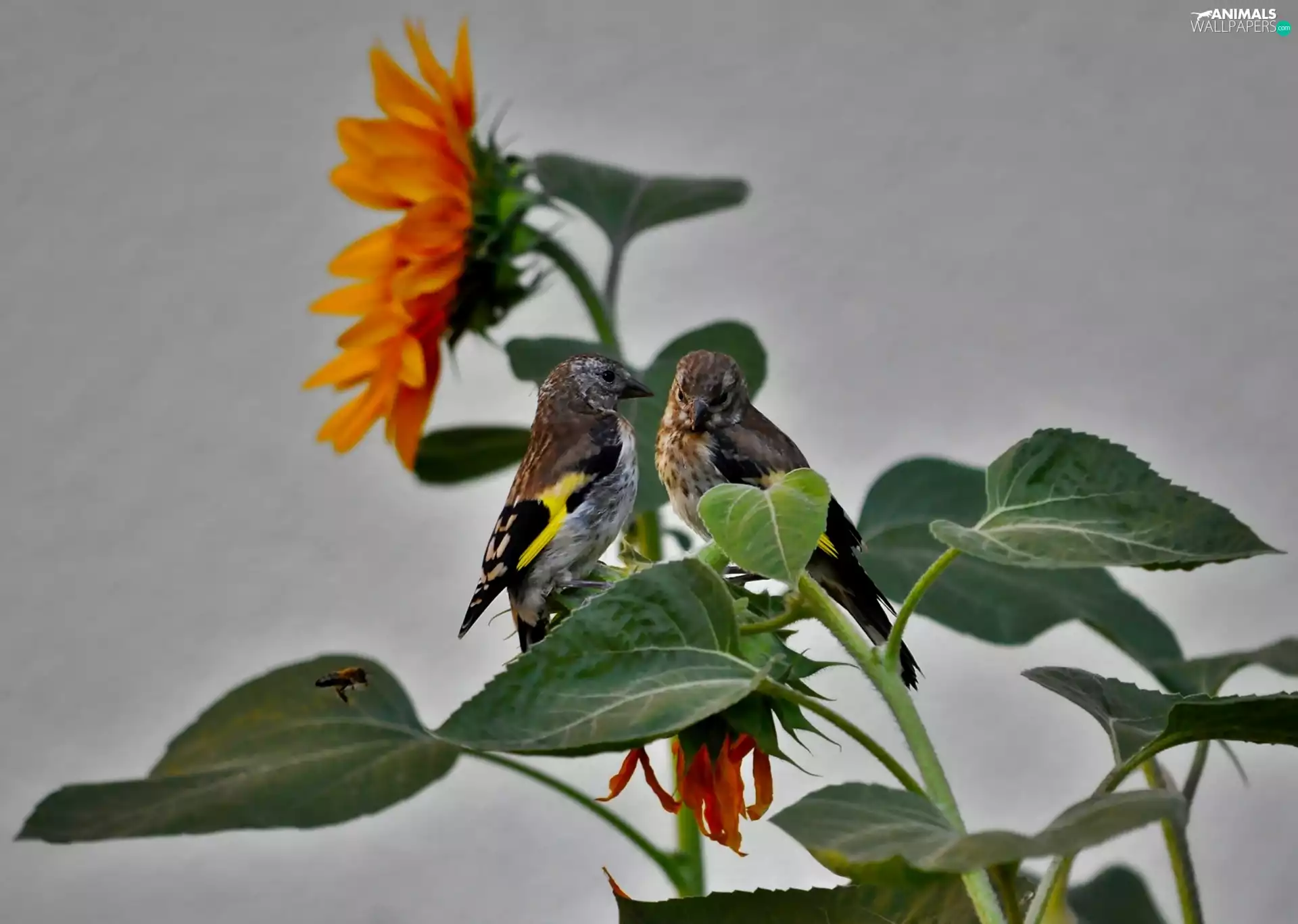 birds, Sunflower, Two cars