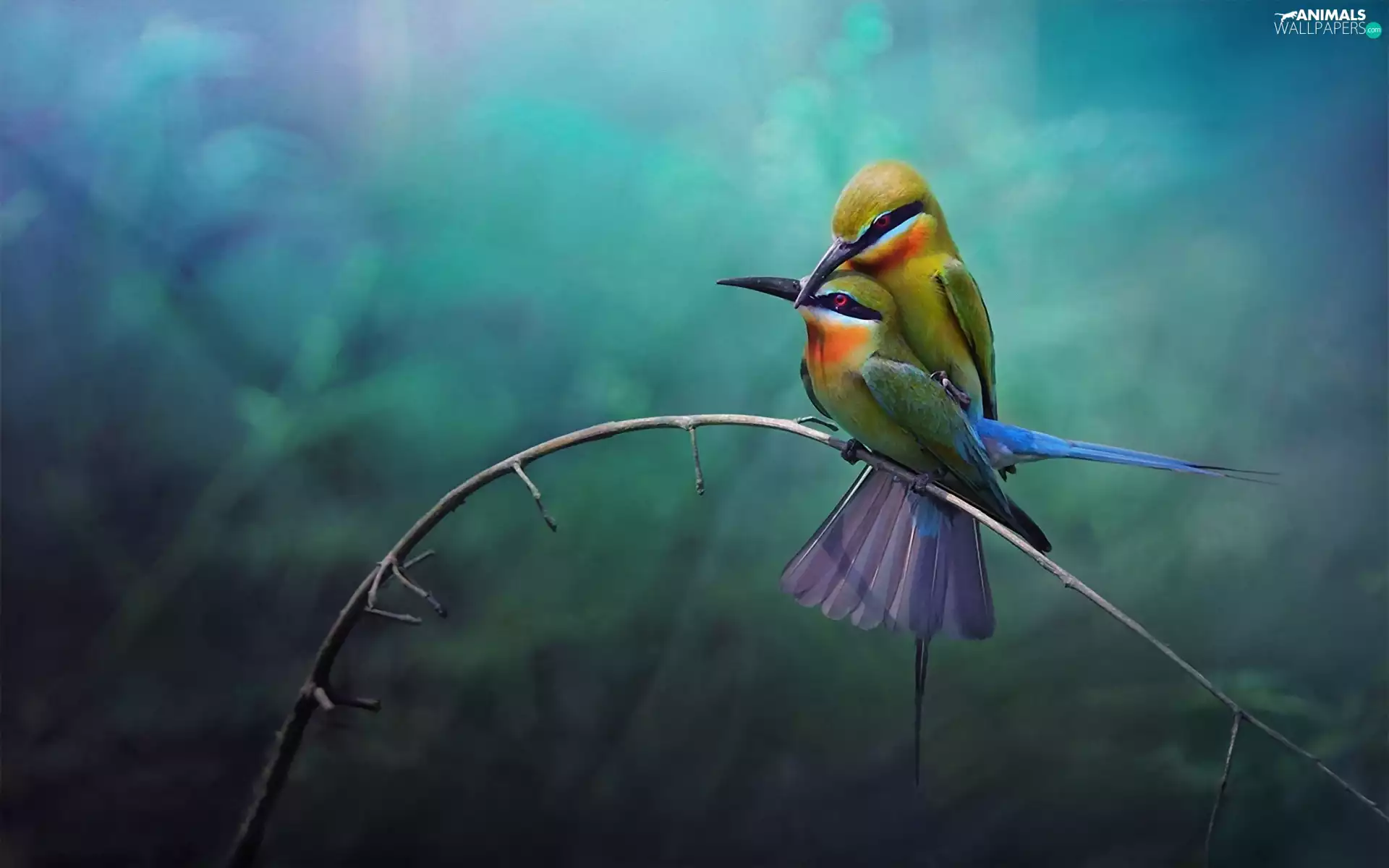 birds, twig, Two cars