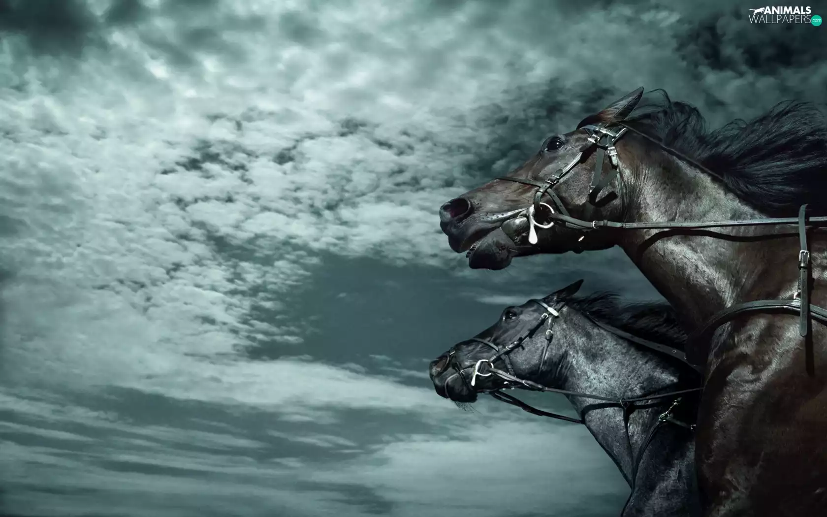Two cars, bloodstock, Sky, Black