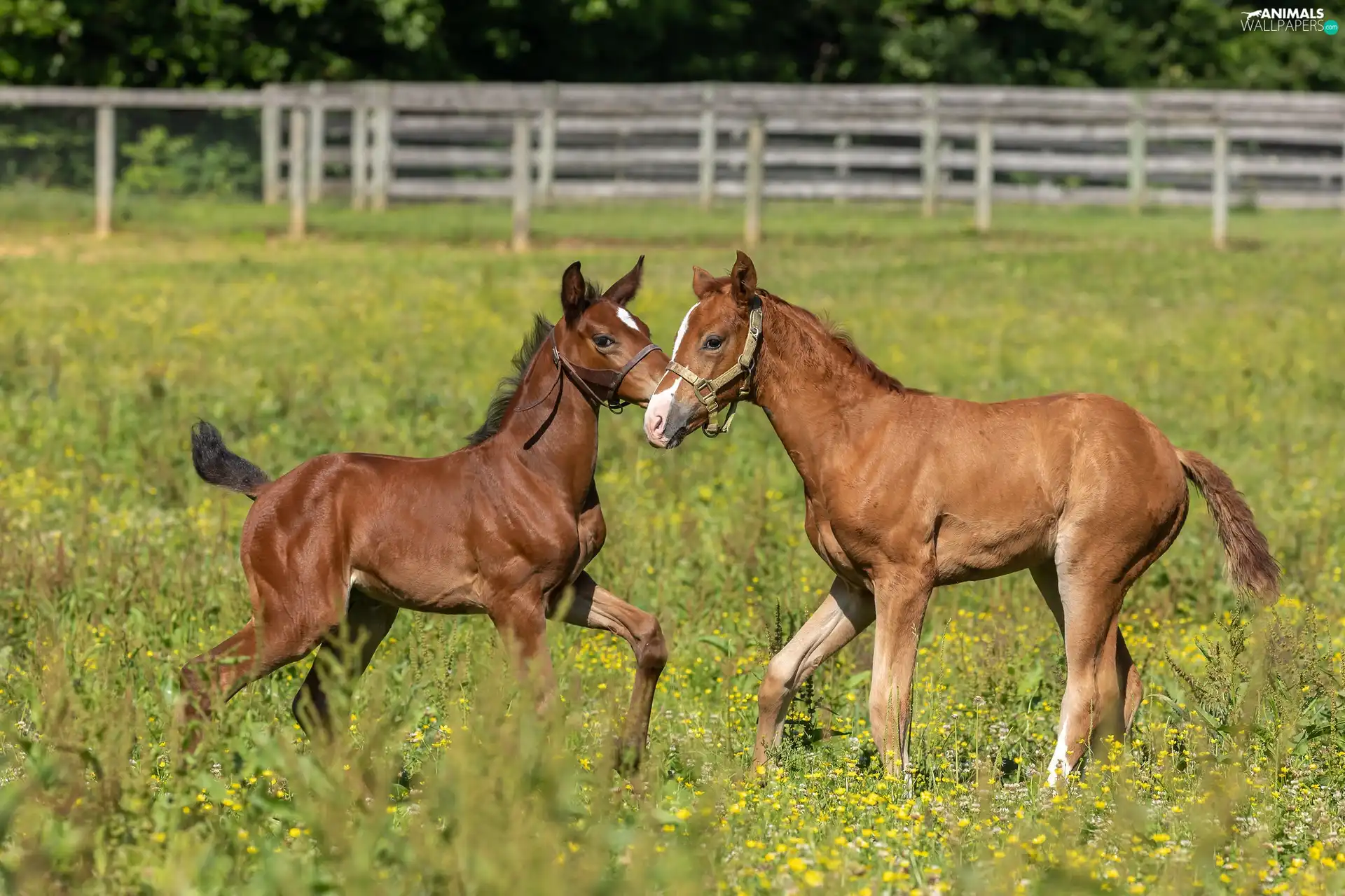 pasture, fence, Two cars, foals, bloodstock