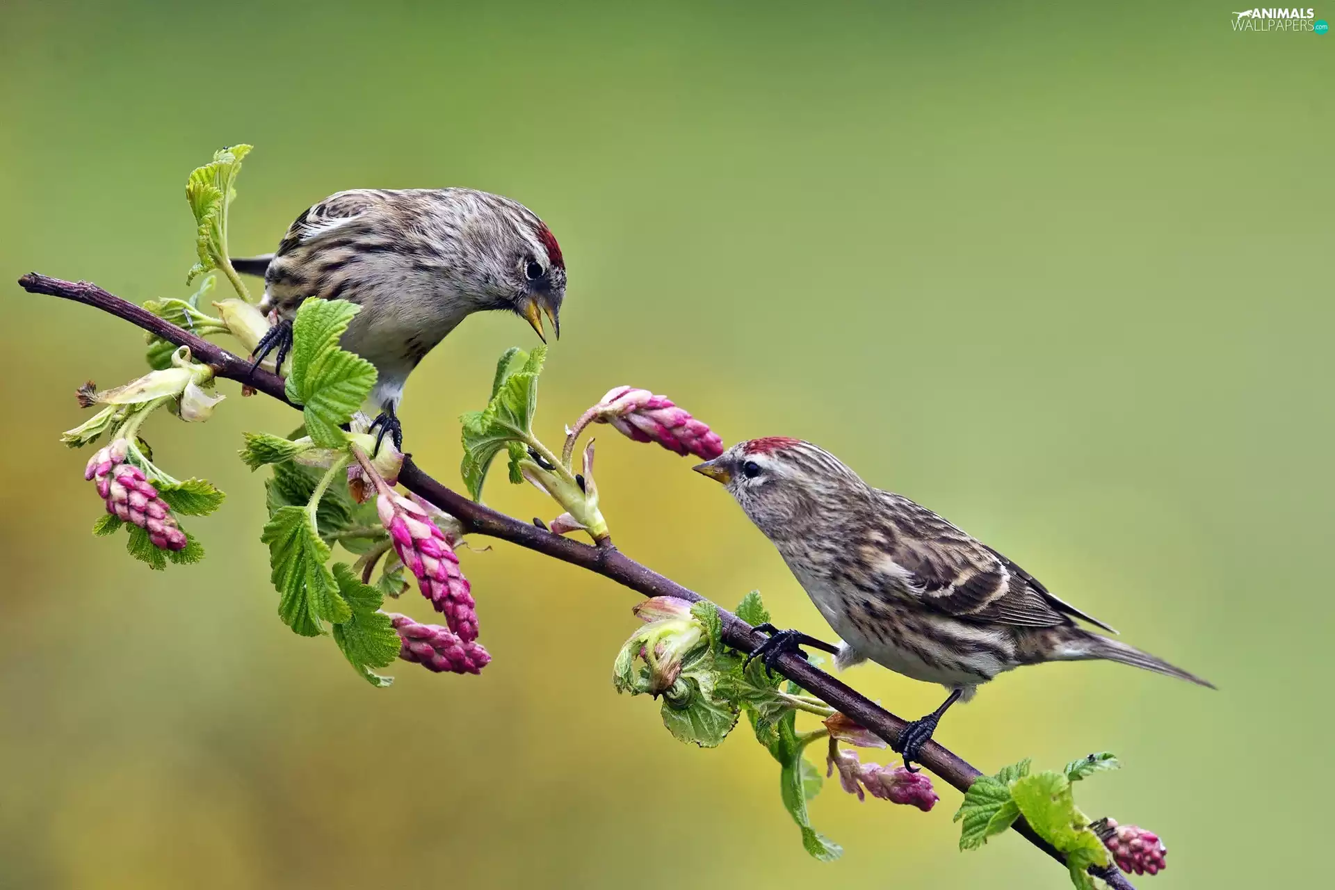 Two cars, Blossoming, twig, Sparrows