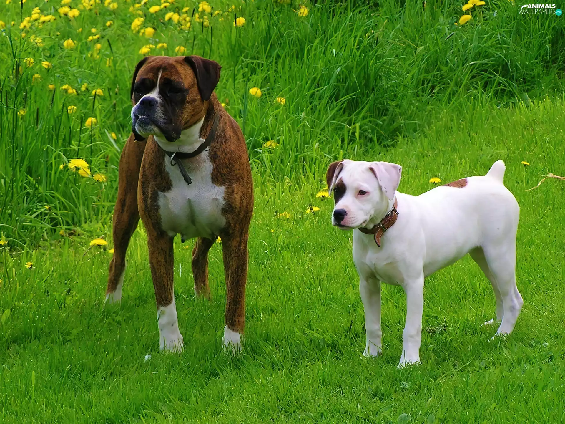 Two cars, boxer, Amstaff, Dogs