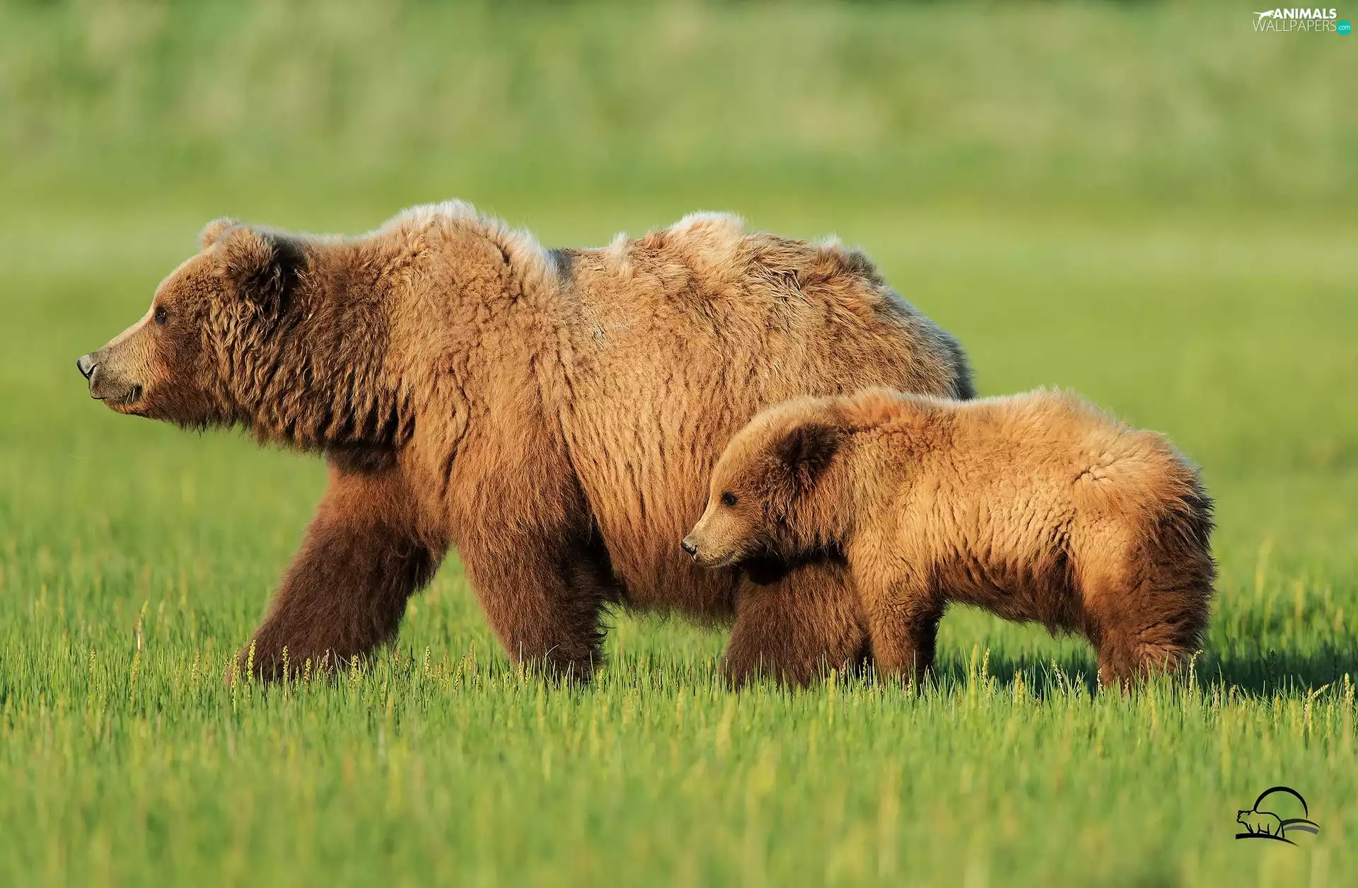 Two cars, brown, grass, bears