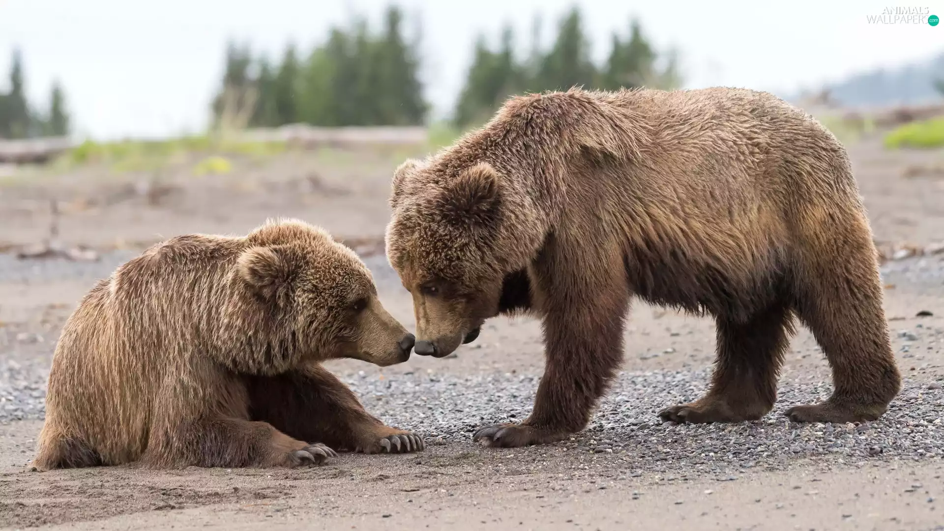 Brown Bears, Two cars