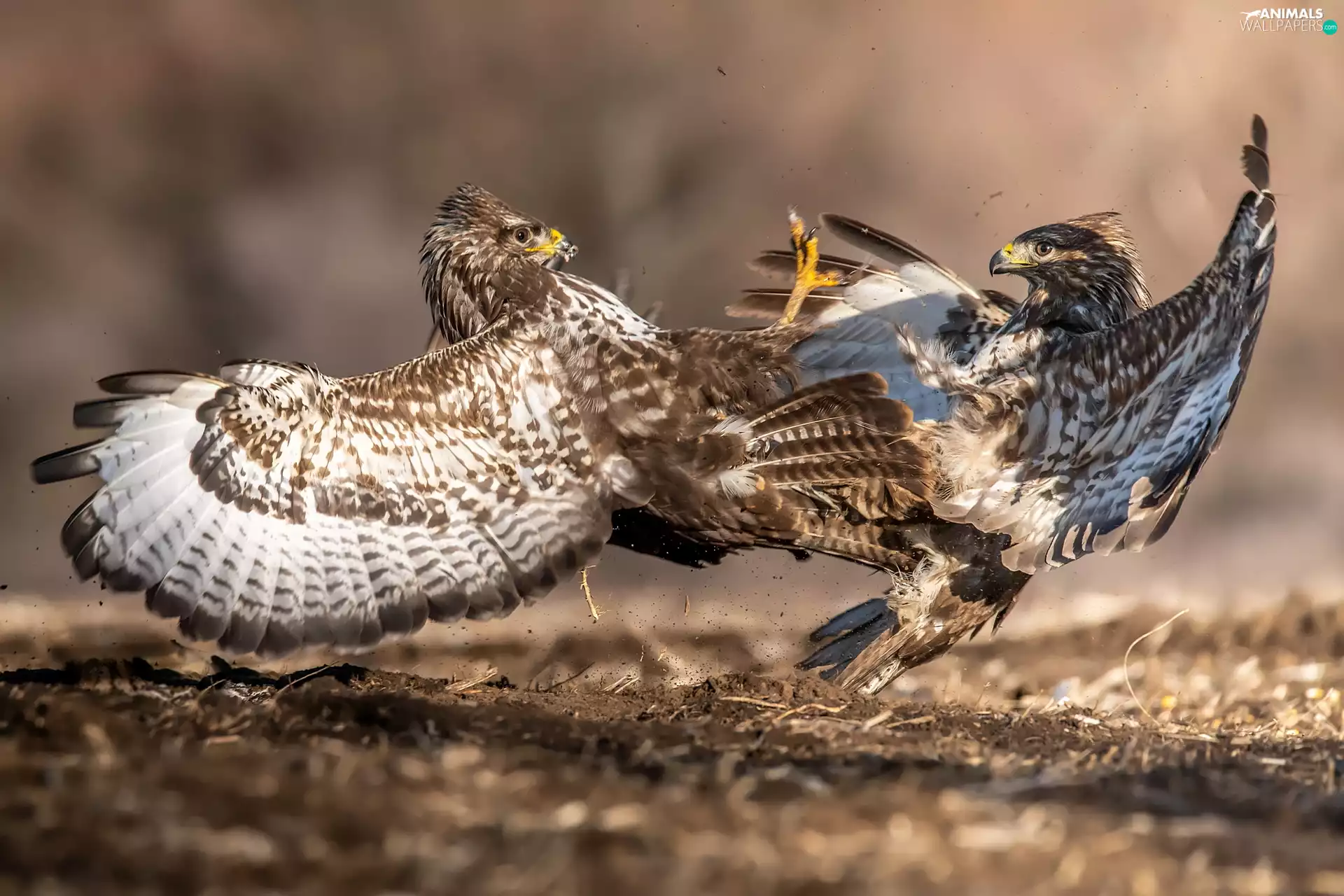 Two cars, buzzards, Fight, birds