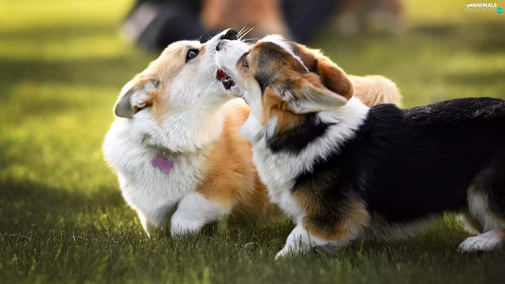 Welsh corgi cardigan, grass, Dogs, play, Two cars