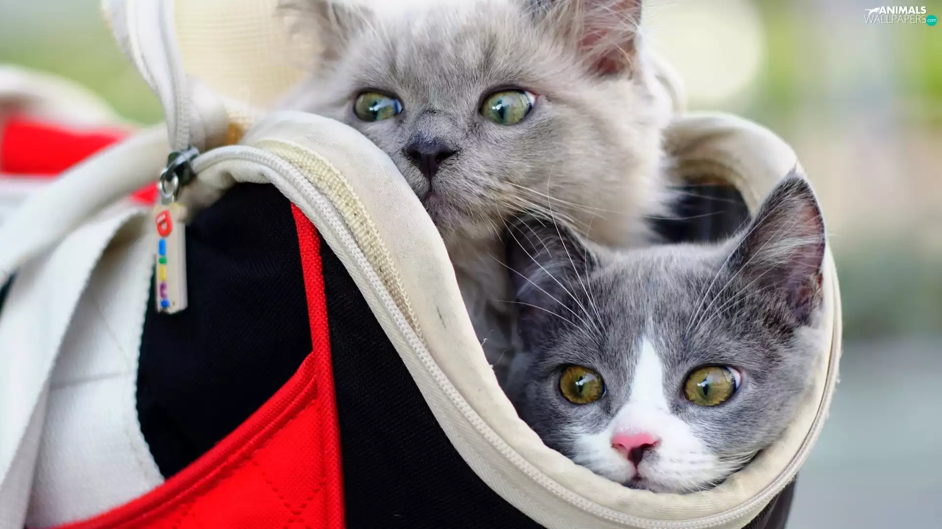 Two cars, cats, bag, Grey