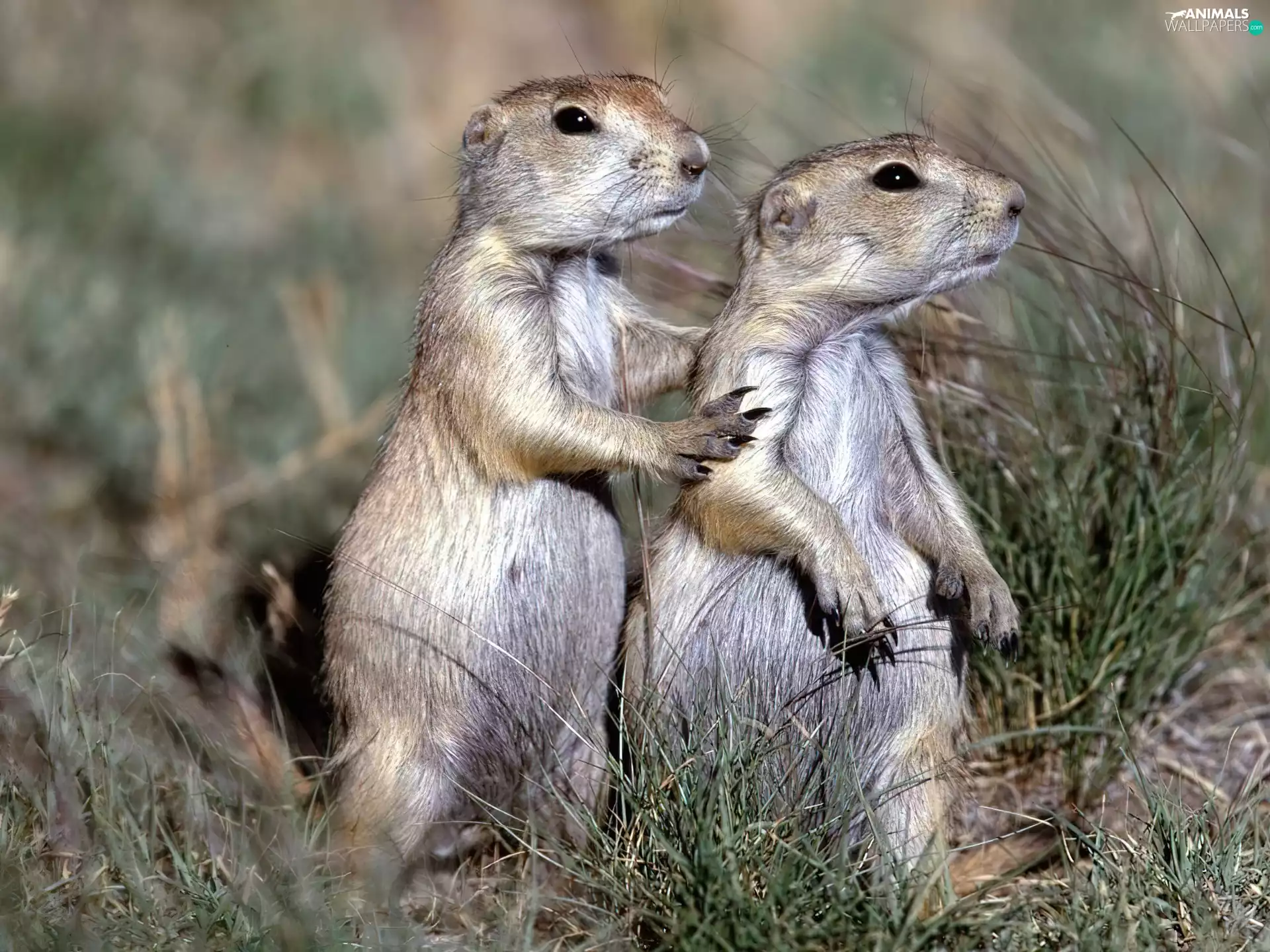 Two cars, Clumps, grass, whistlers